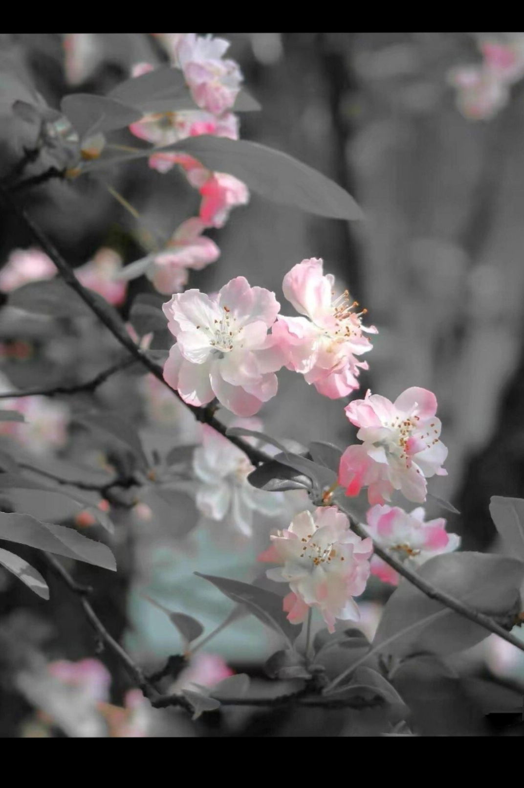西府海棠又称晚夜玉衡,楚晚宁犹爱海棠.但海棠的花语是—苦恋.