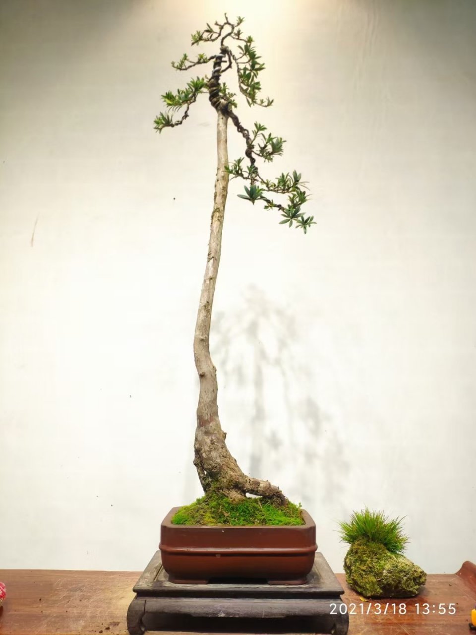 家养罗汉松世代都富翁 原生文人桩 靓货不常见