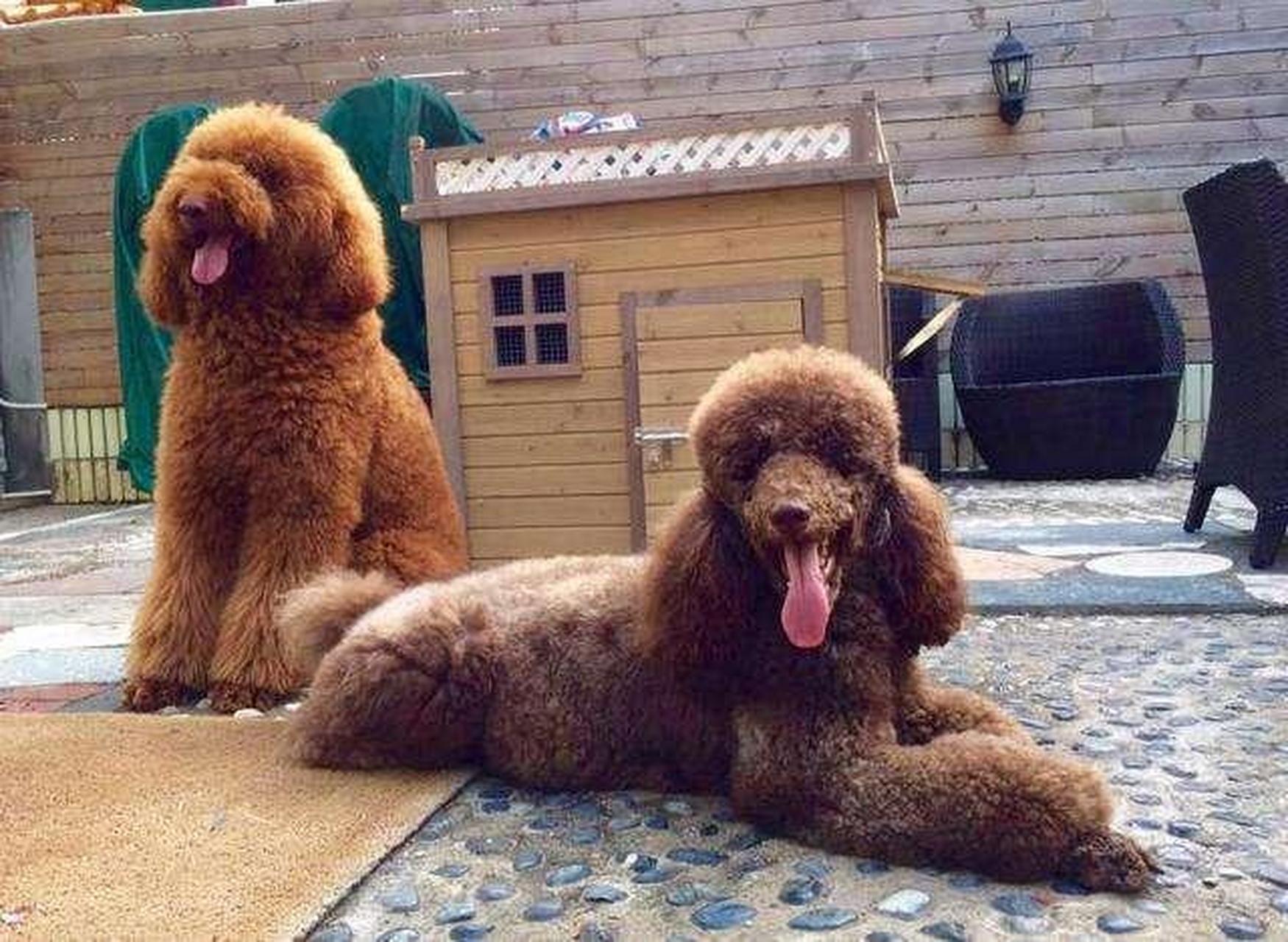 参考价格: 2000-20000 中文名巨型贵宾犬 别名贵妇犬 原产地法国 功能