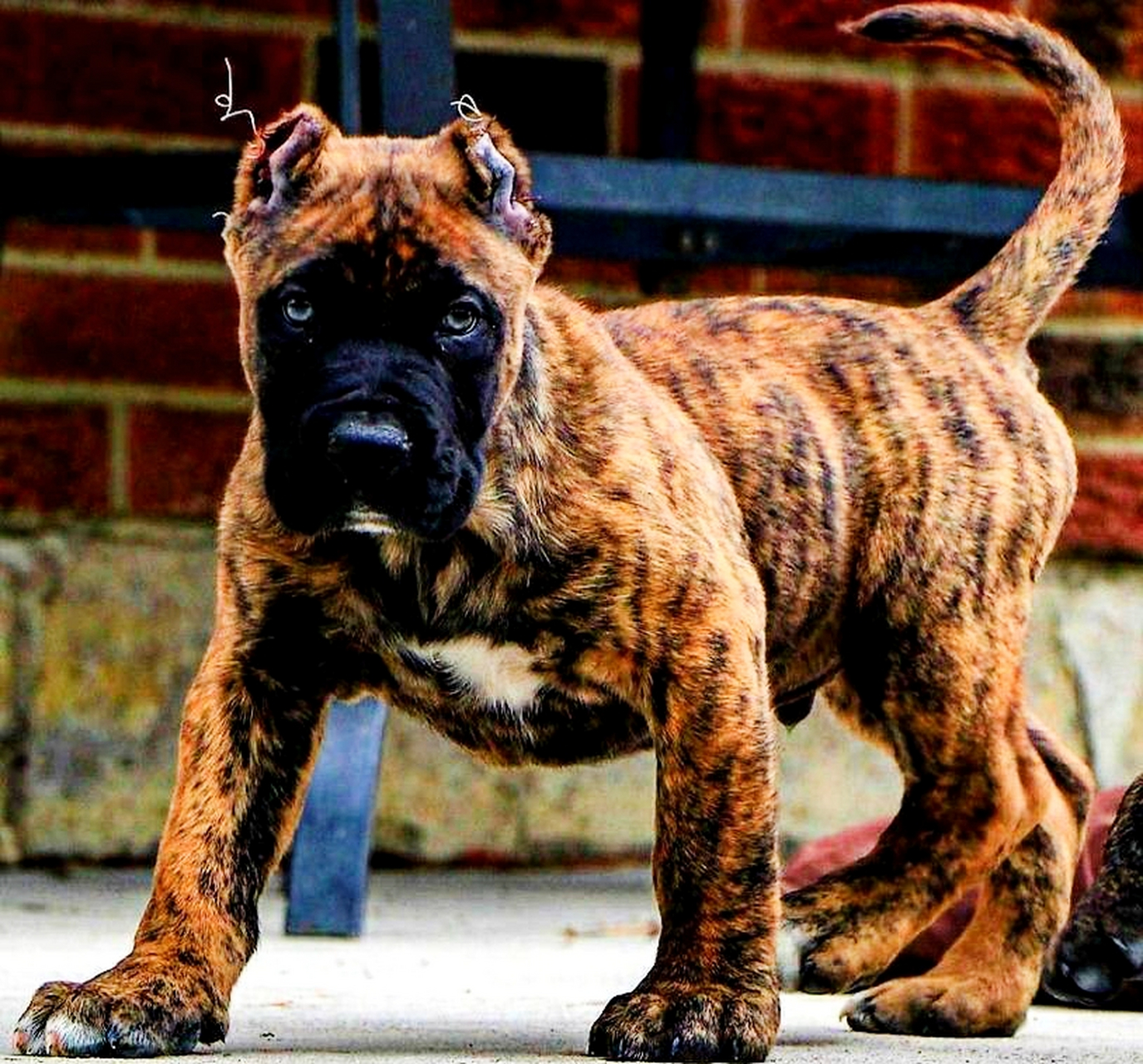 参考价格: 1000-5000 中文名西班牙加纳利犬 别名加那利犬 原产地加纳