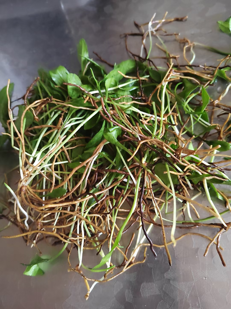 接下来给大家介绍一下"一支箭"功效与作用: "一支箭"源于菊科植物