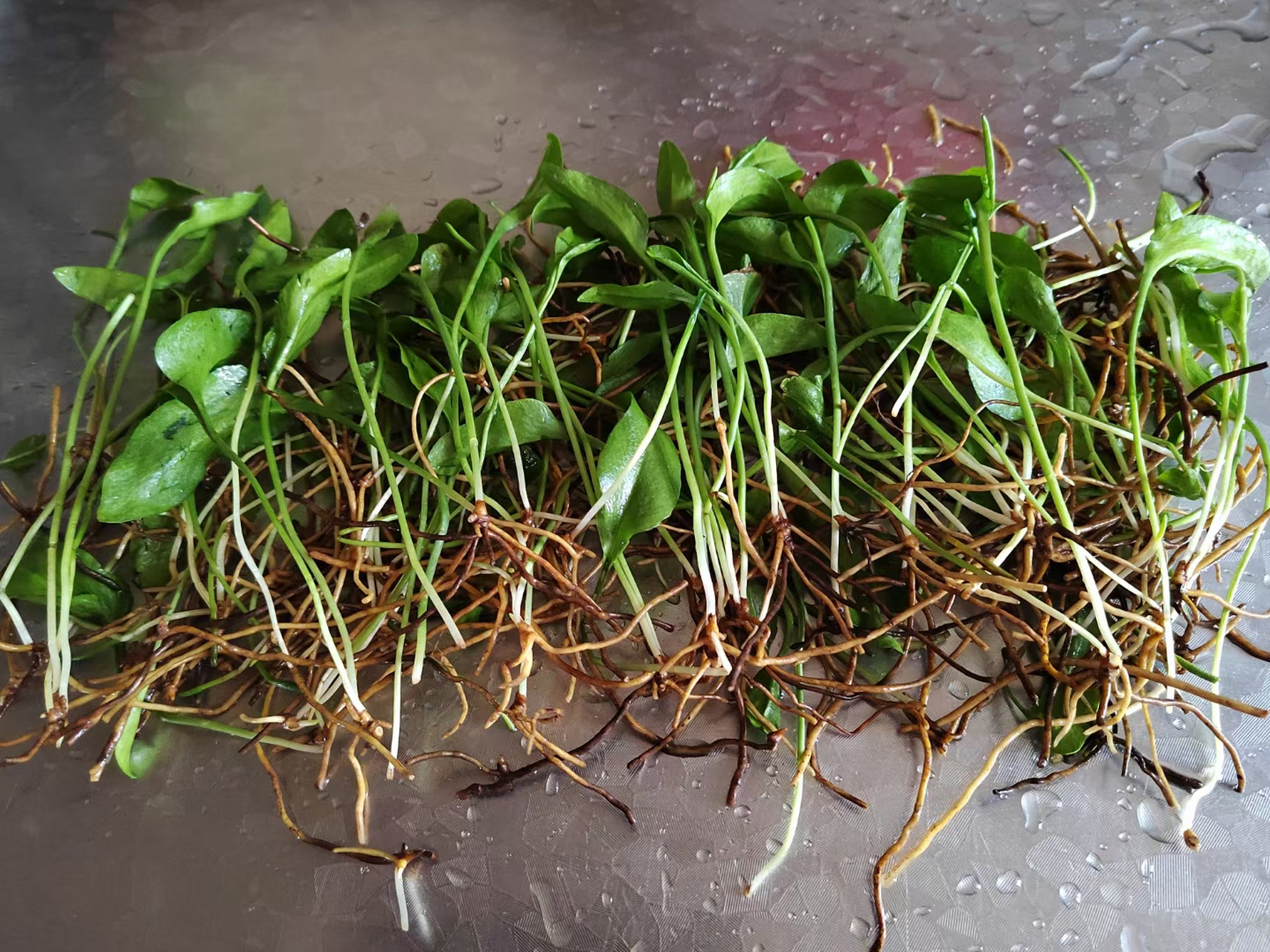 接下来给大家介绍一下"一支箭"功效与作用: "一支箭"源于菊科植物