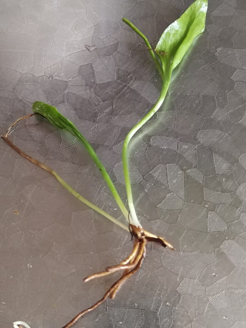 接下来给大家介绍一下"一支箭"功效与作用: "一支箭"源于菊科植物