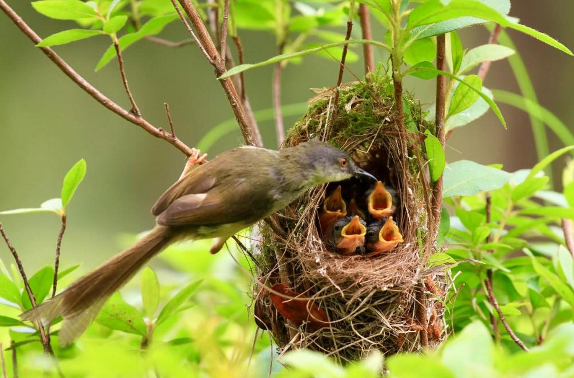 鸟巢吸引眼球,在我老家父亲的小院里,房子后面有一些果树,夏天的时候