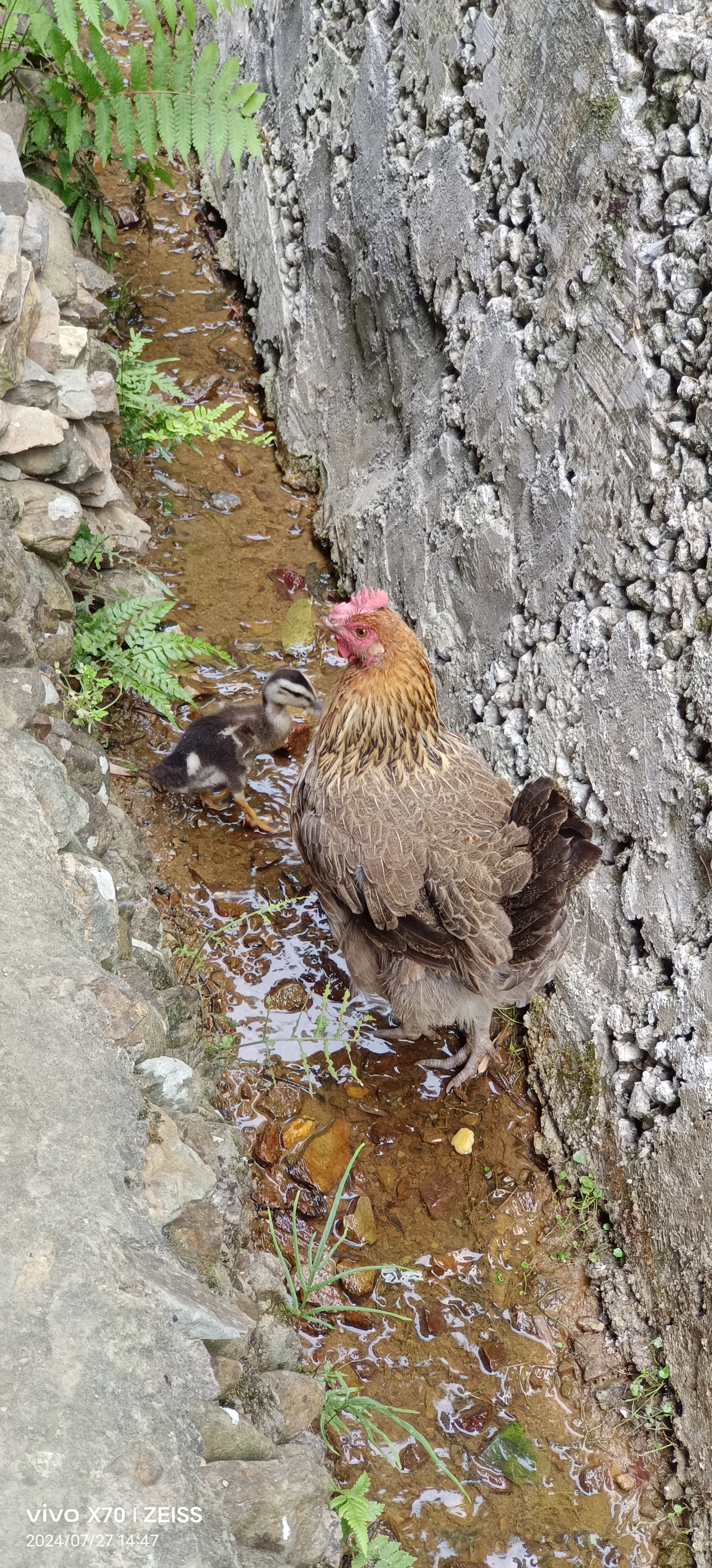 小鸭有两个妈妈