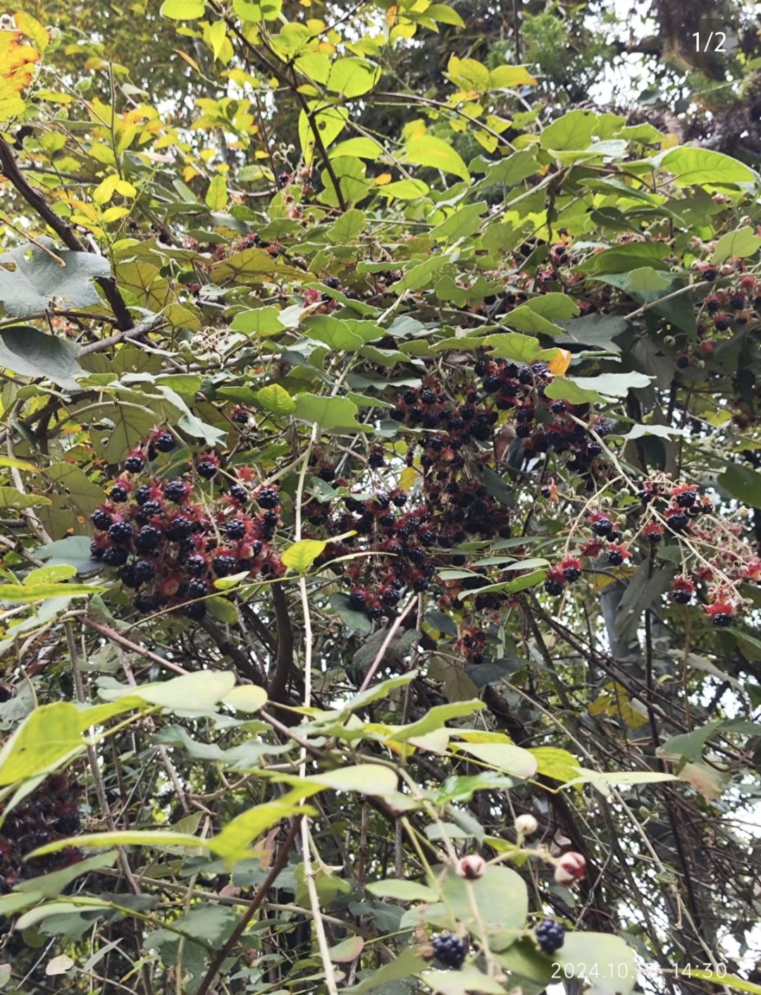 紫叶桃 果实图片