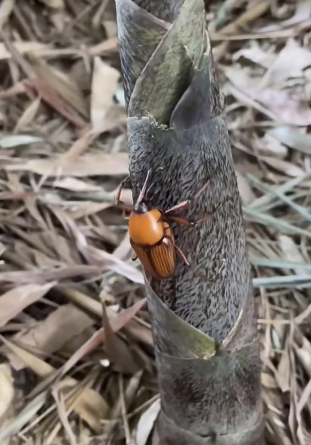 大家还记得小时候见过的竹笋虫吗?那小小的身影,曾在竹林间穿梭飞舞