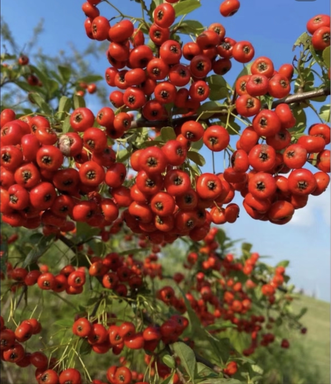在山林的怀抱中,红彤彤的野果子如宝石般闪耀,那便是山里红.