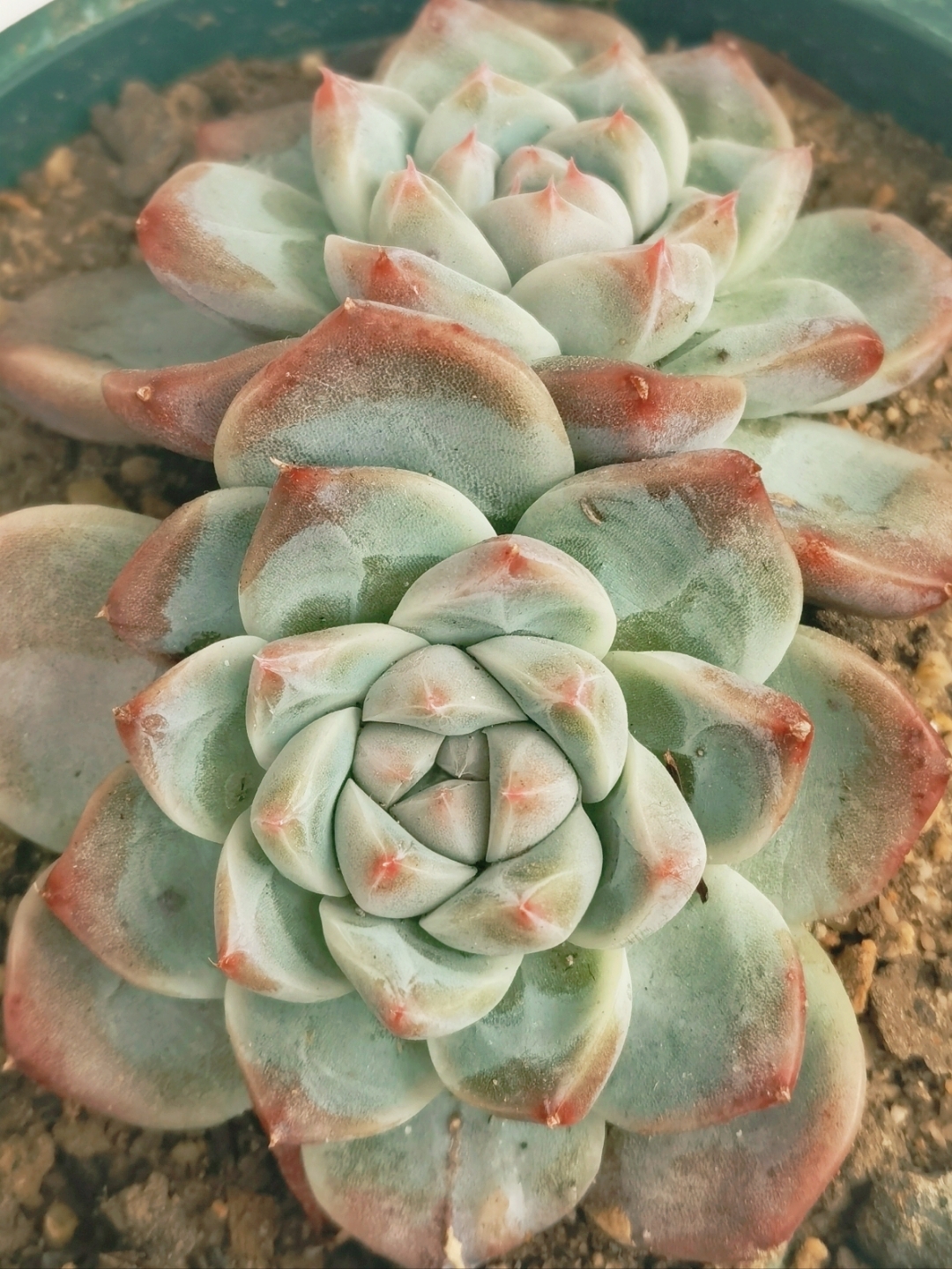 阿尔巴佳人又名28佳人,西施,如梦令,阿尔巴美妮!