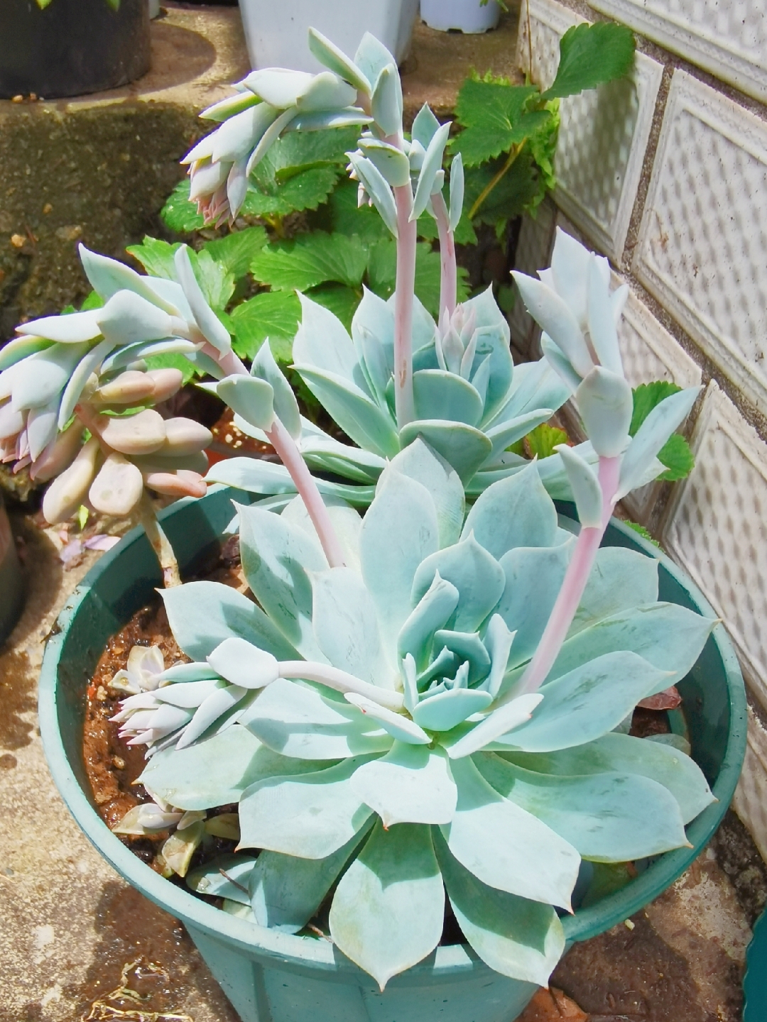 花剑薄巧叶子薄叶系多肉都有哪些薄叶蓝鸟状态图薄叶粉蓝鸟多肉的花剑