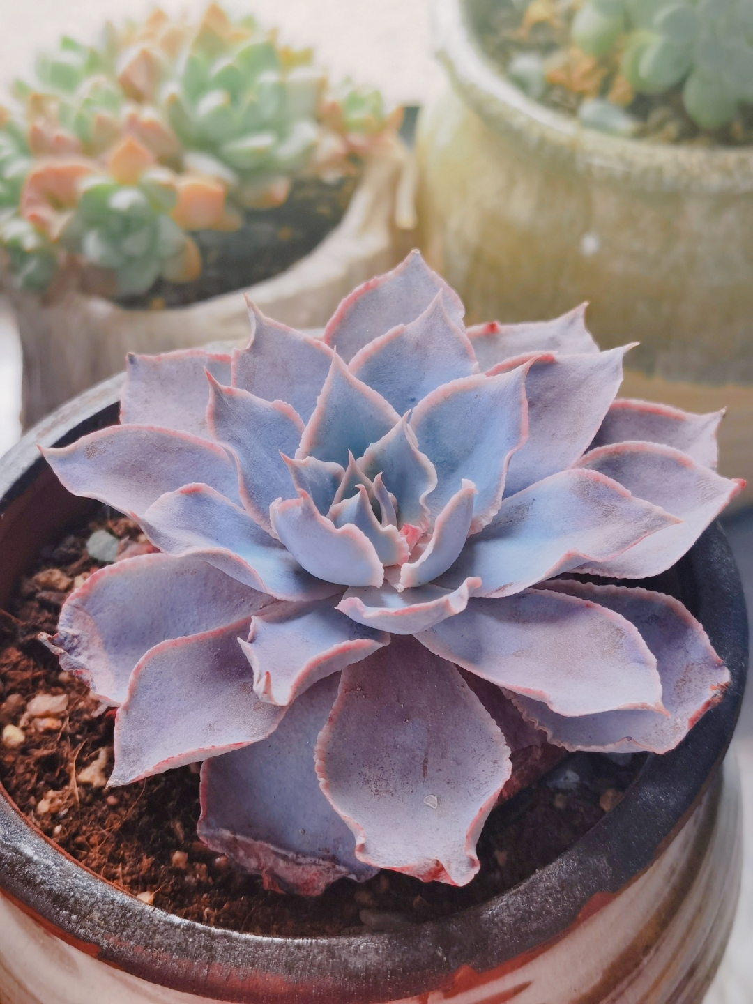 春日解忧杂货店# #多肉植物