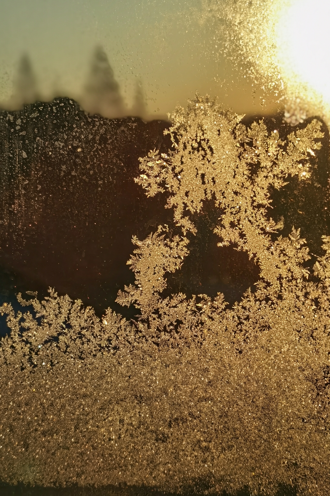 这些霜花就这样悄悄在窗户上绽放开来,悄悄给我惊喜!