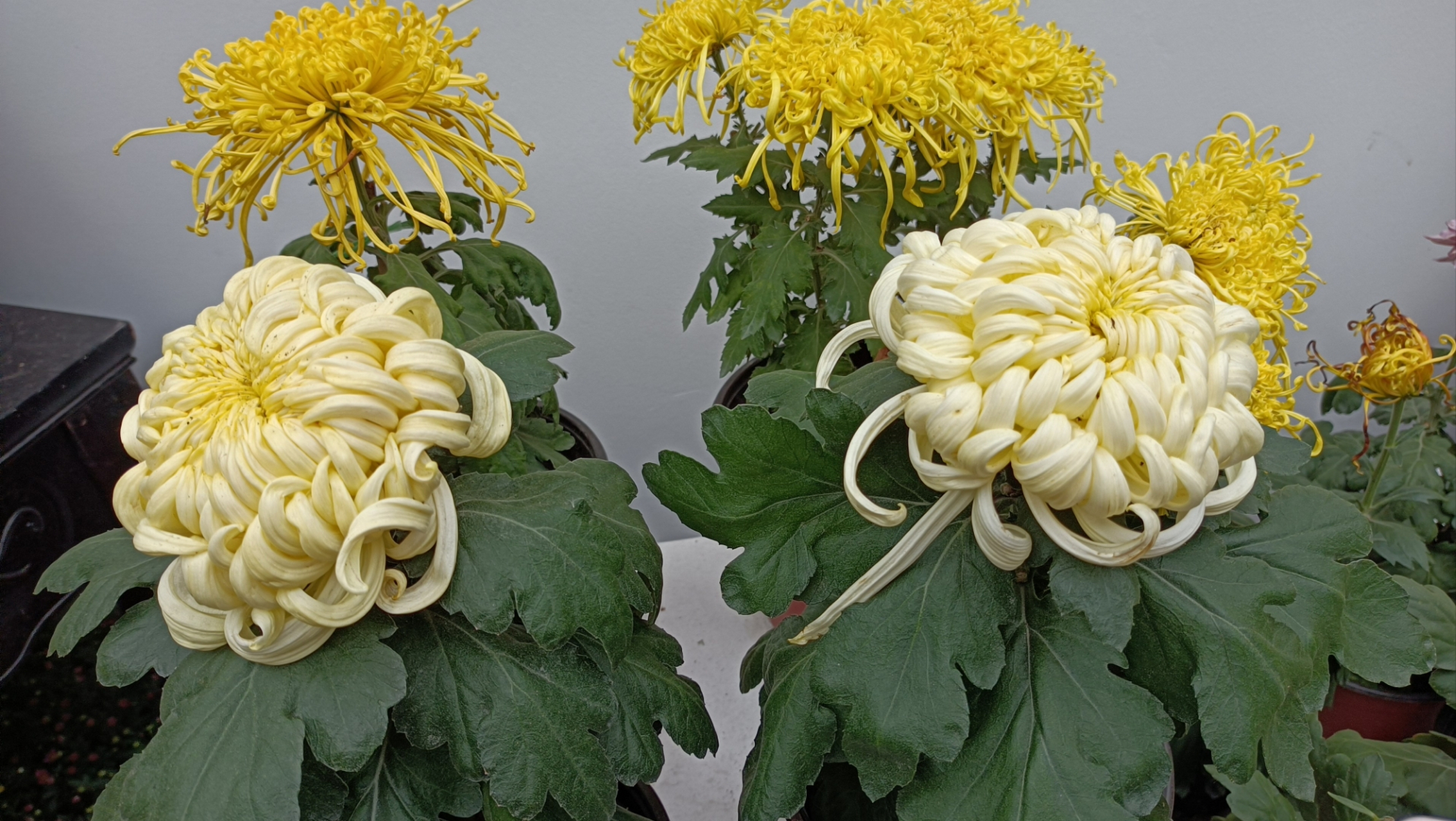 那多株菊花,犹如阳光的使者,绽放在绿意盎然的叶片中.