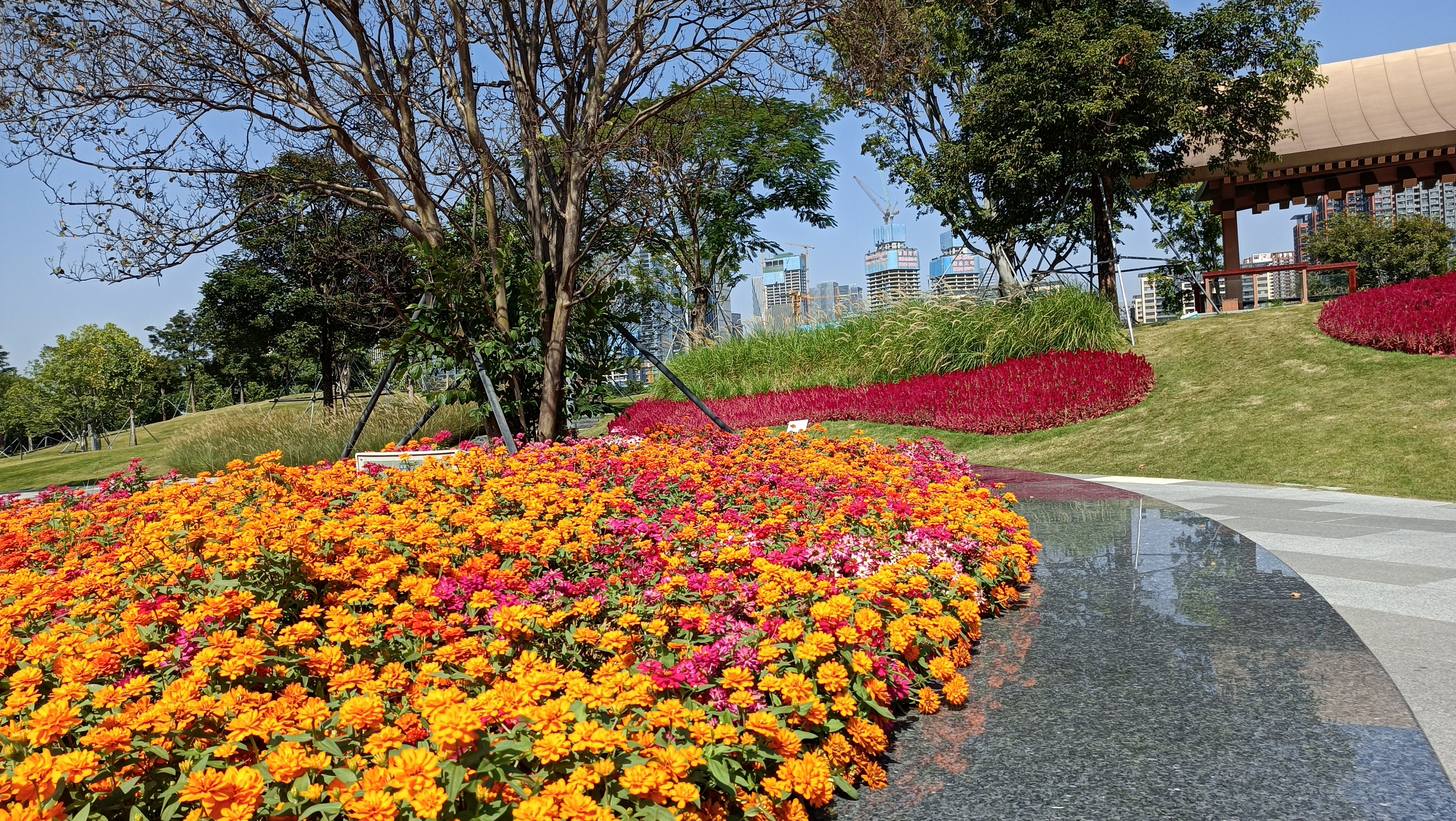 "逛深圳市花展,一片花的海洋!