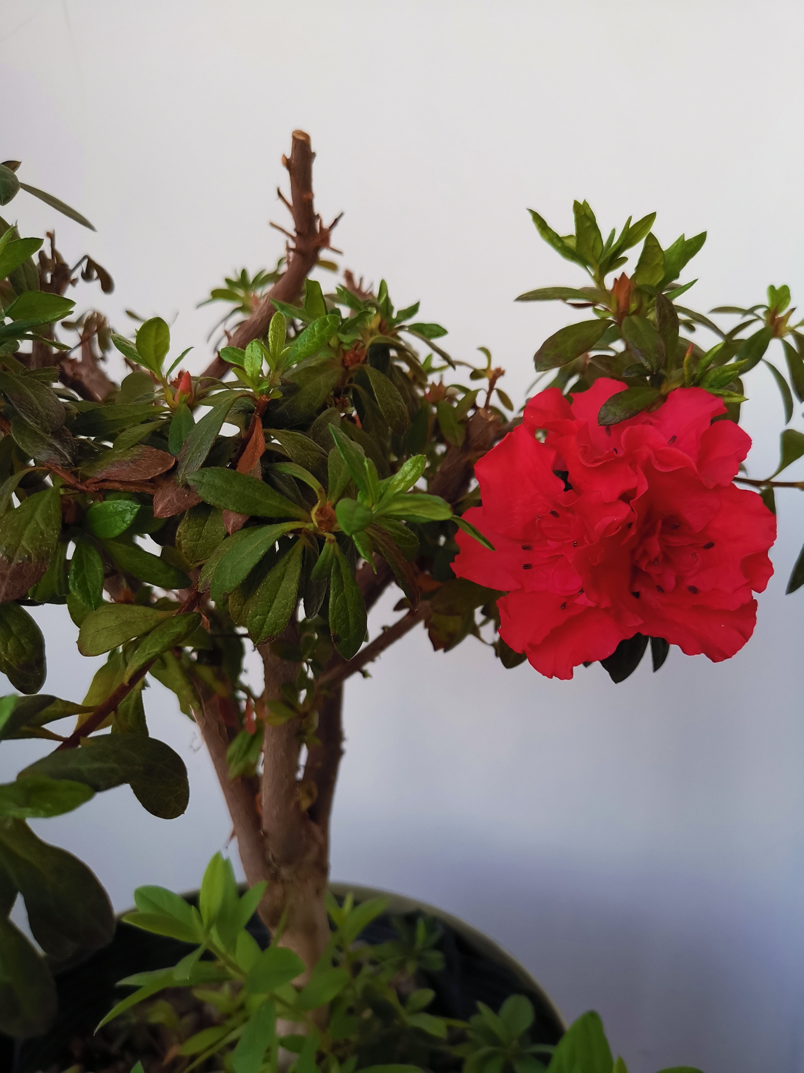 娇艳杜鹃花,三年在我家. 春节花怒放,节后生绿芽