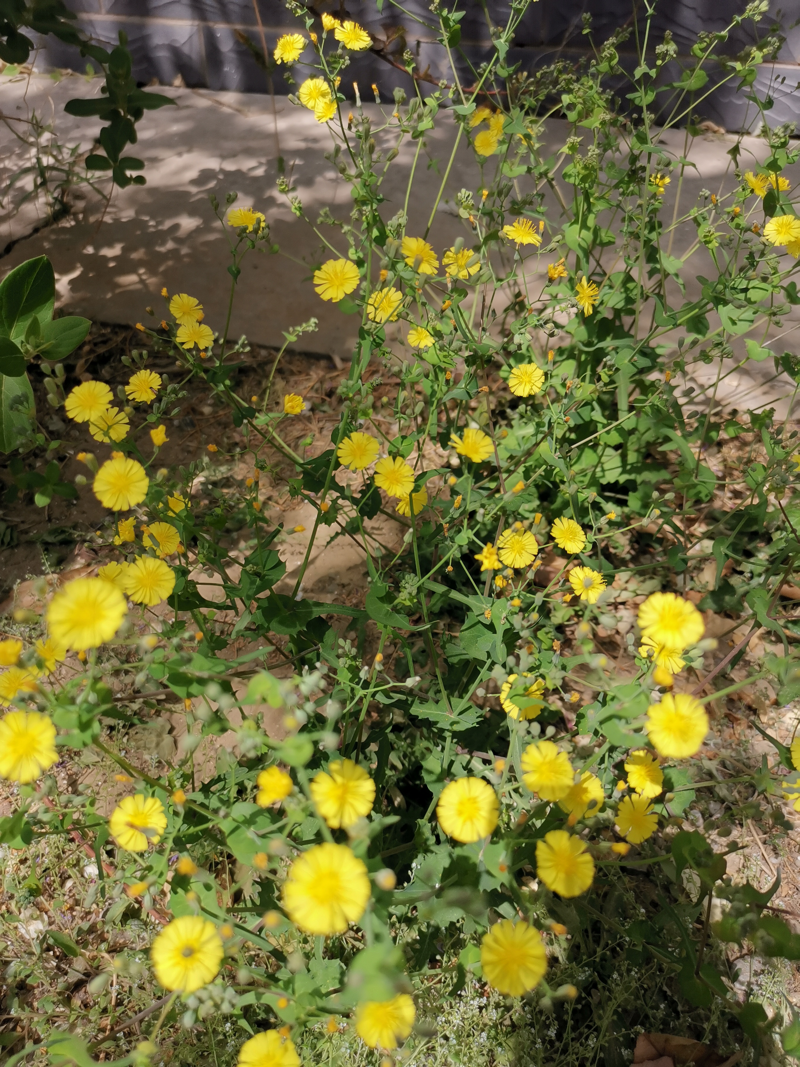 无心插柳柳成荫,感觉这种野生的小黄花,比二月兰还好看.艳黄艳黄