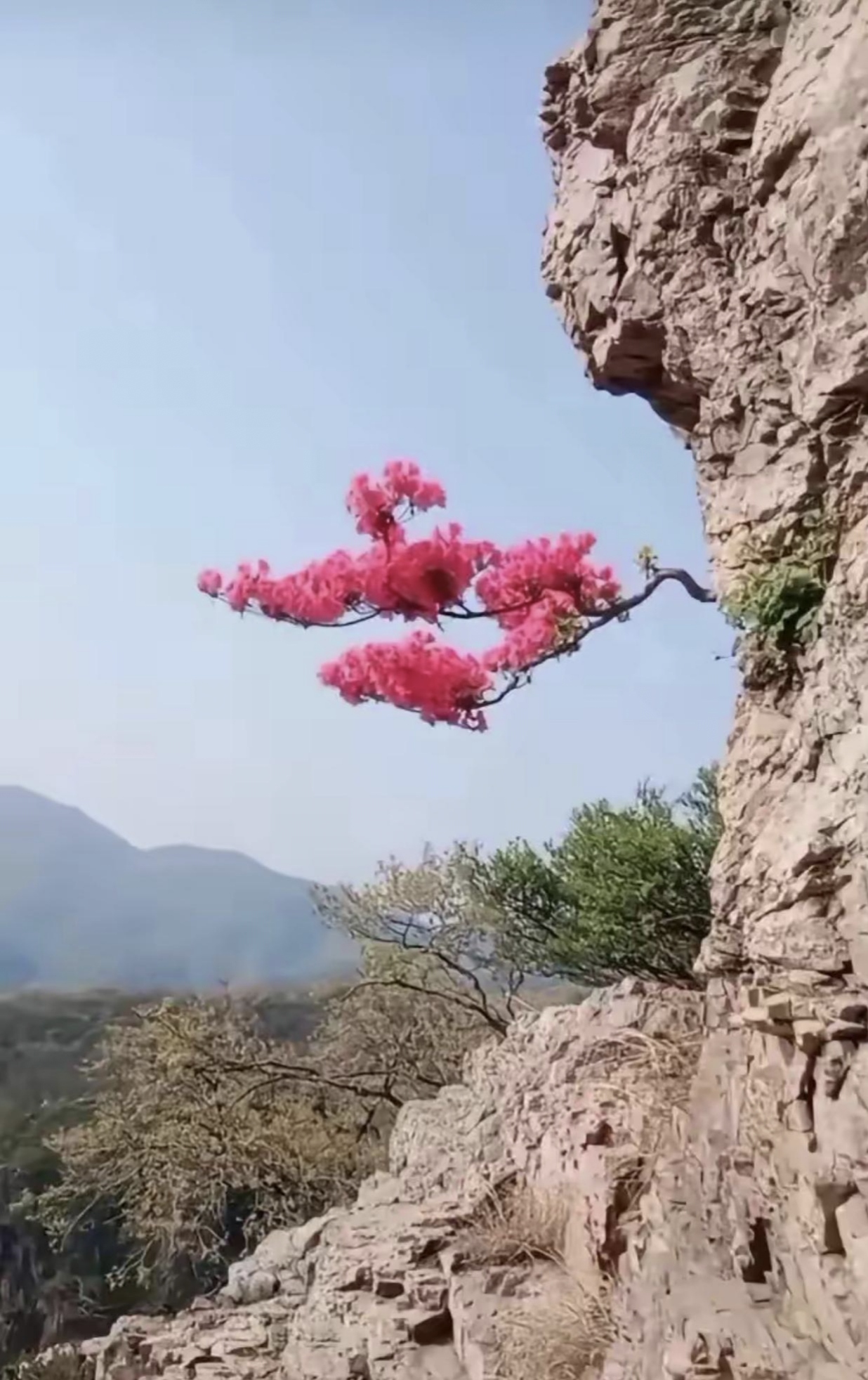 看那一棵红梅红又鲜,独自绽放在悬崖峭壁间.