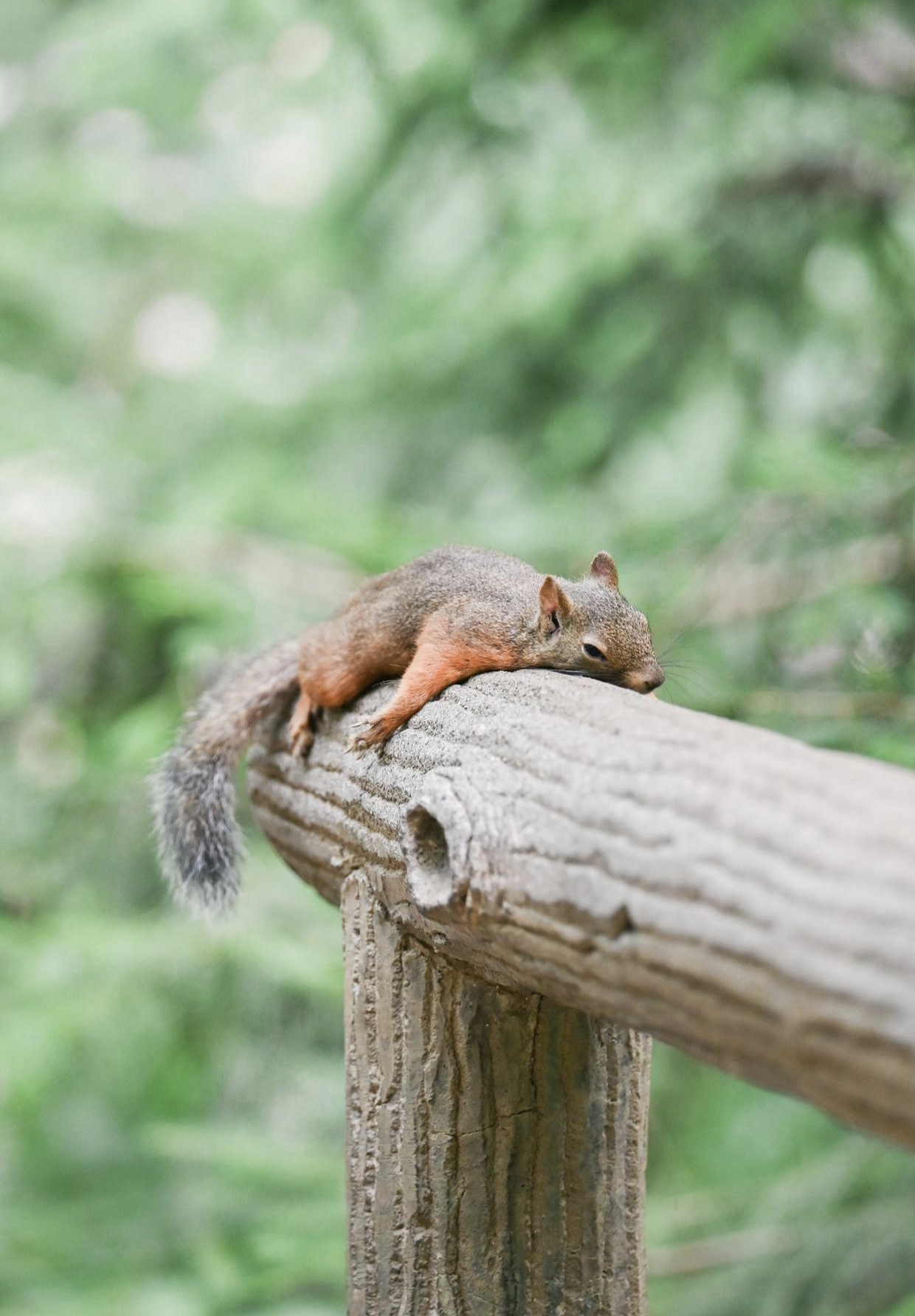 这小松鼠睡得真香,这天气热得简直离谱,就连公园里那些活泼的松鼠都