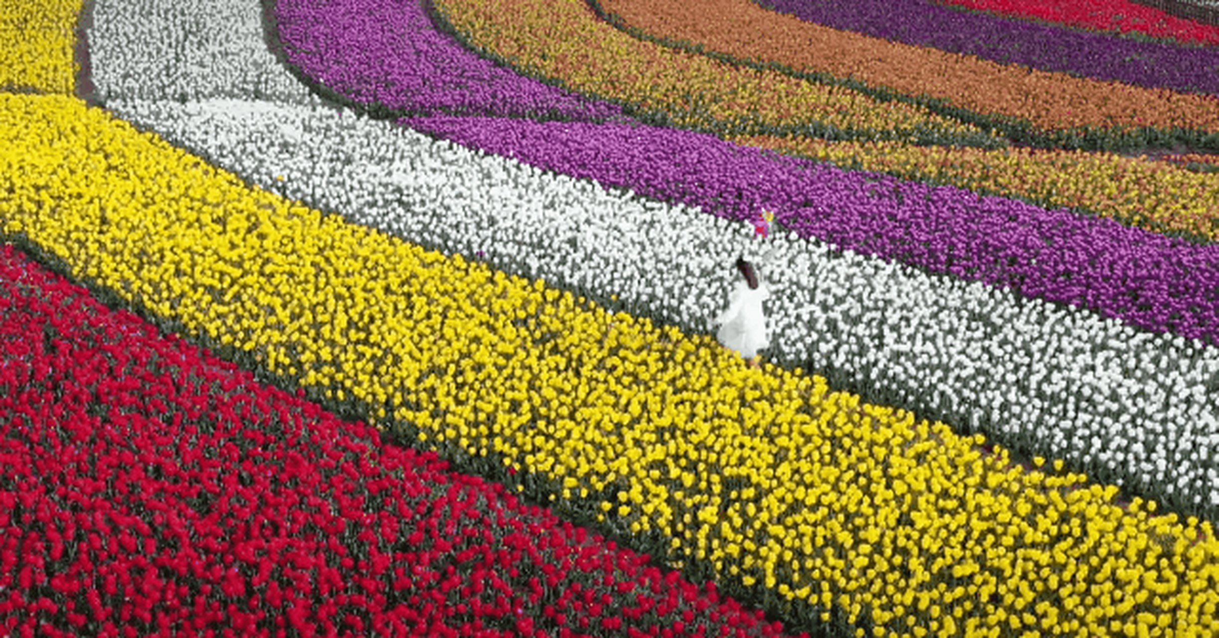         荷兰花海,位于盐城市大丰