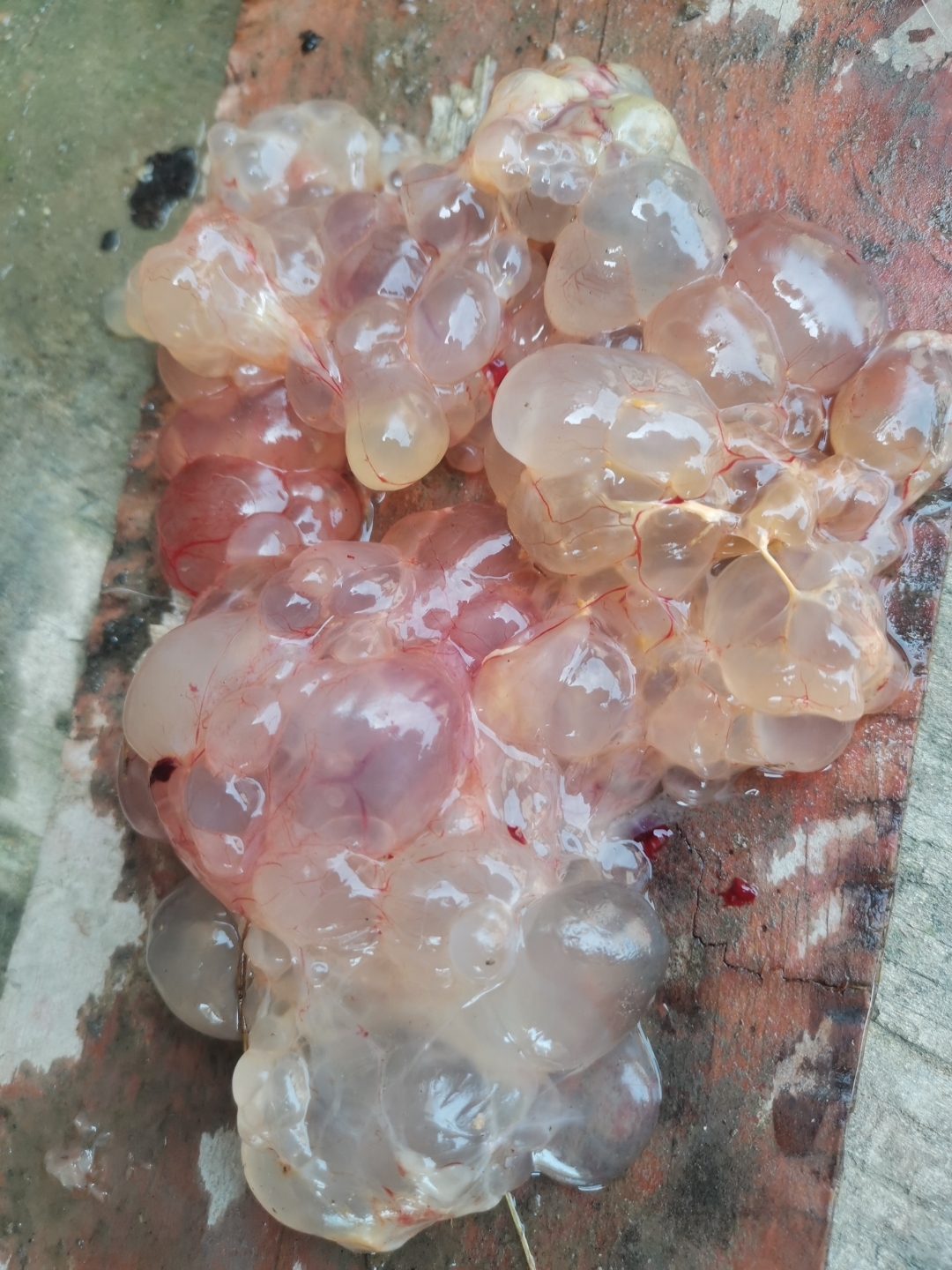 我家杀鹅时竟然从胸部皮下发现这么多水泡,有哪位大神知道这是怎么