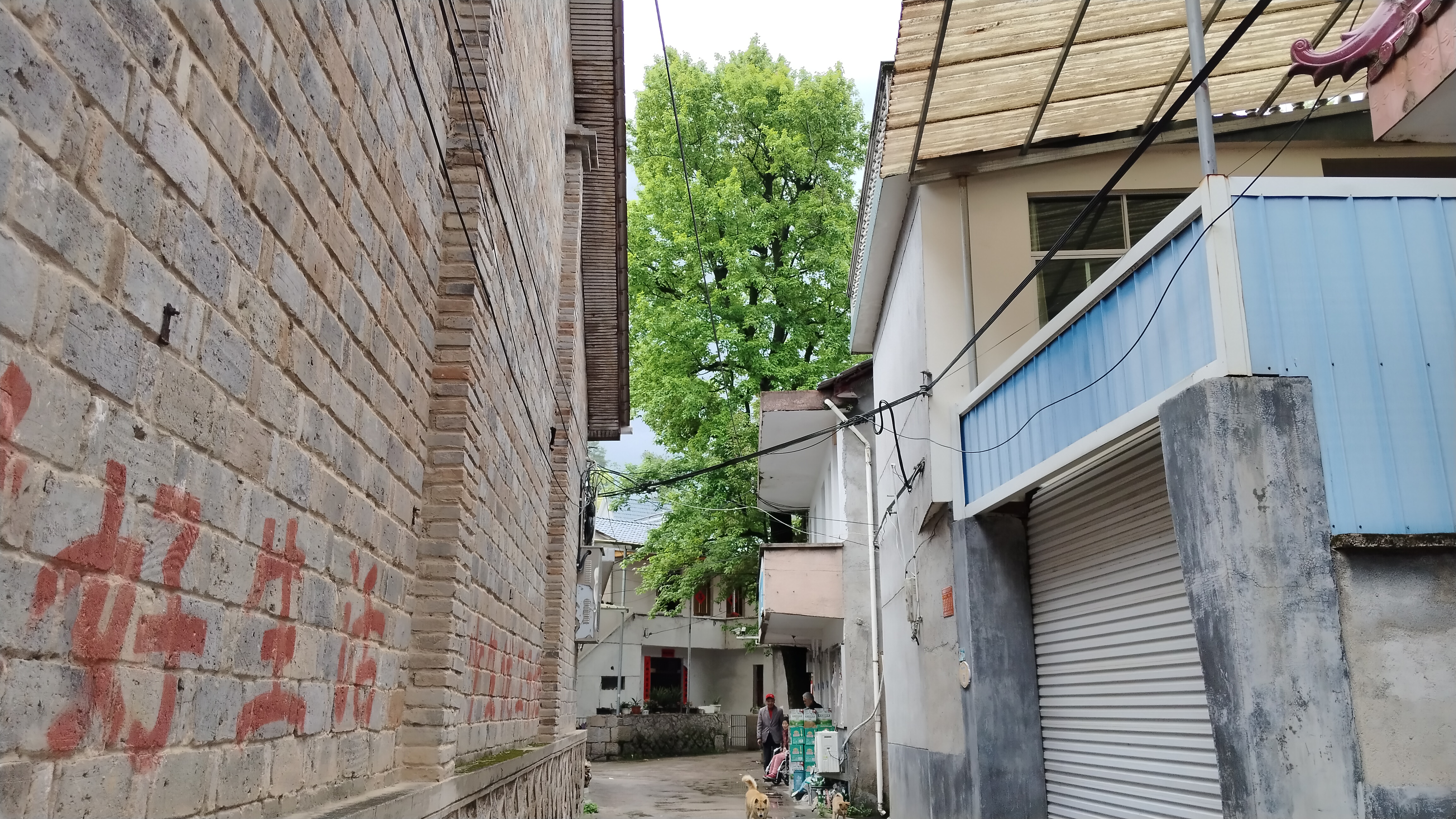 暮春谷雨# 这是2024年4月19日早上在浙江省丽水市遂昌县云峰街道下