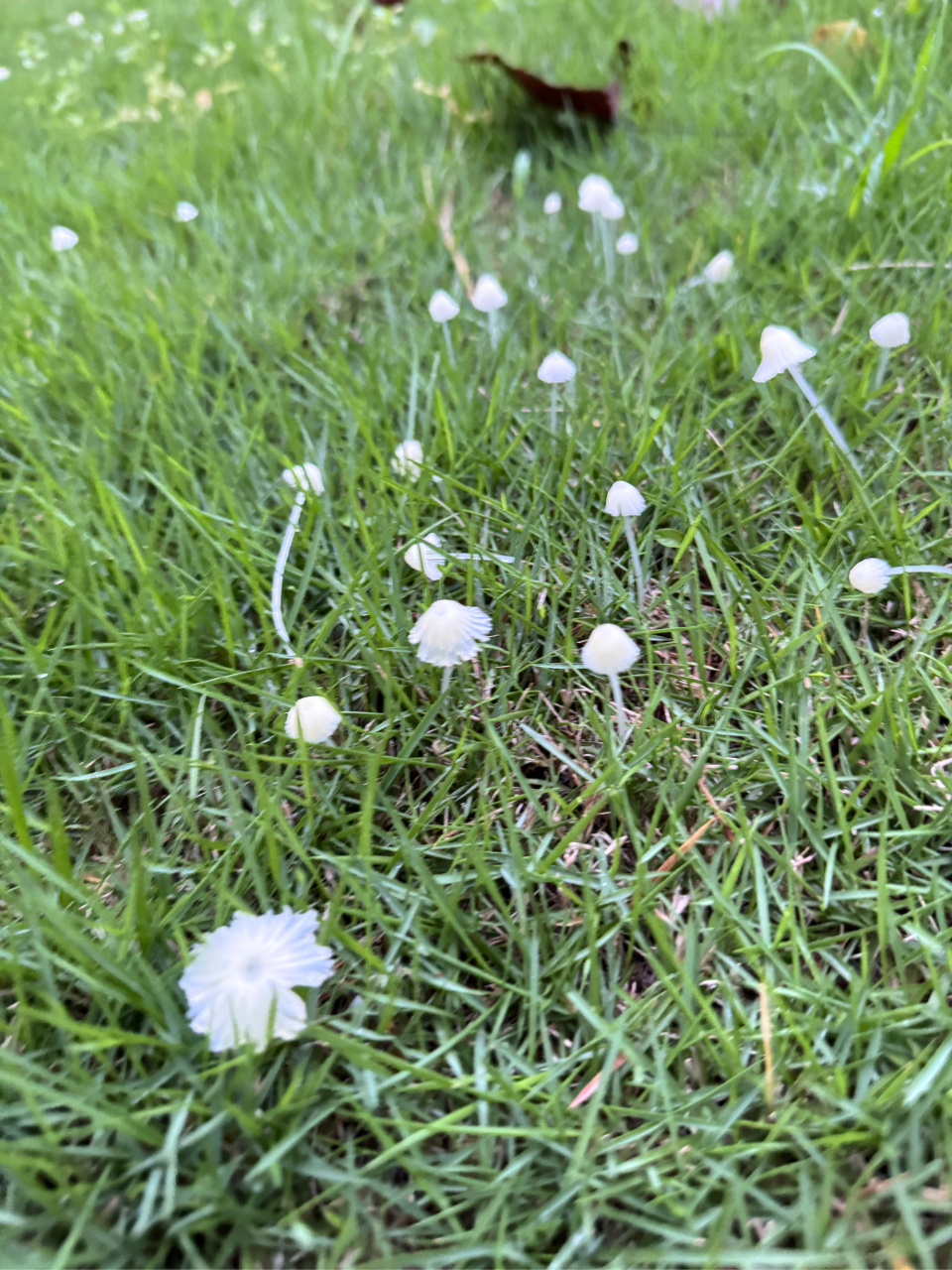 雨后蘑菇图片