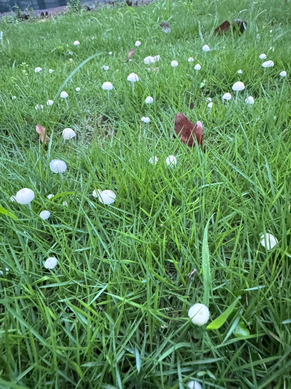 雨后蘑菇图片