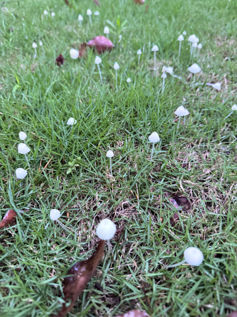 雨后蘑菇图片