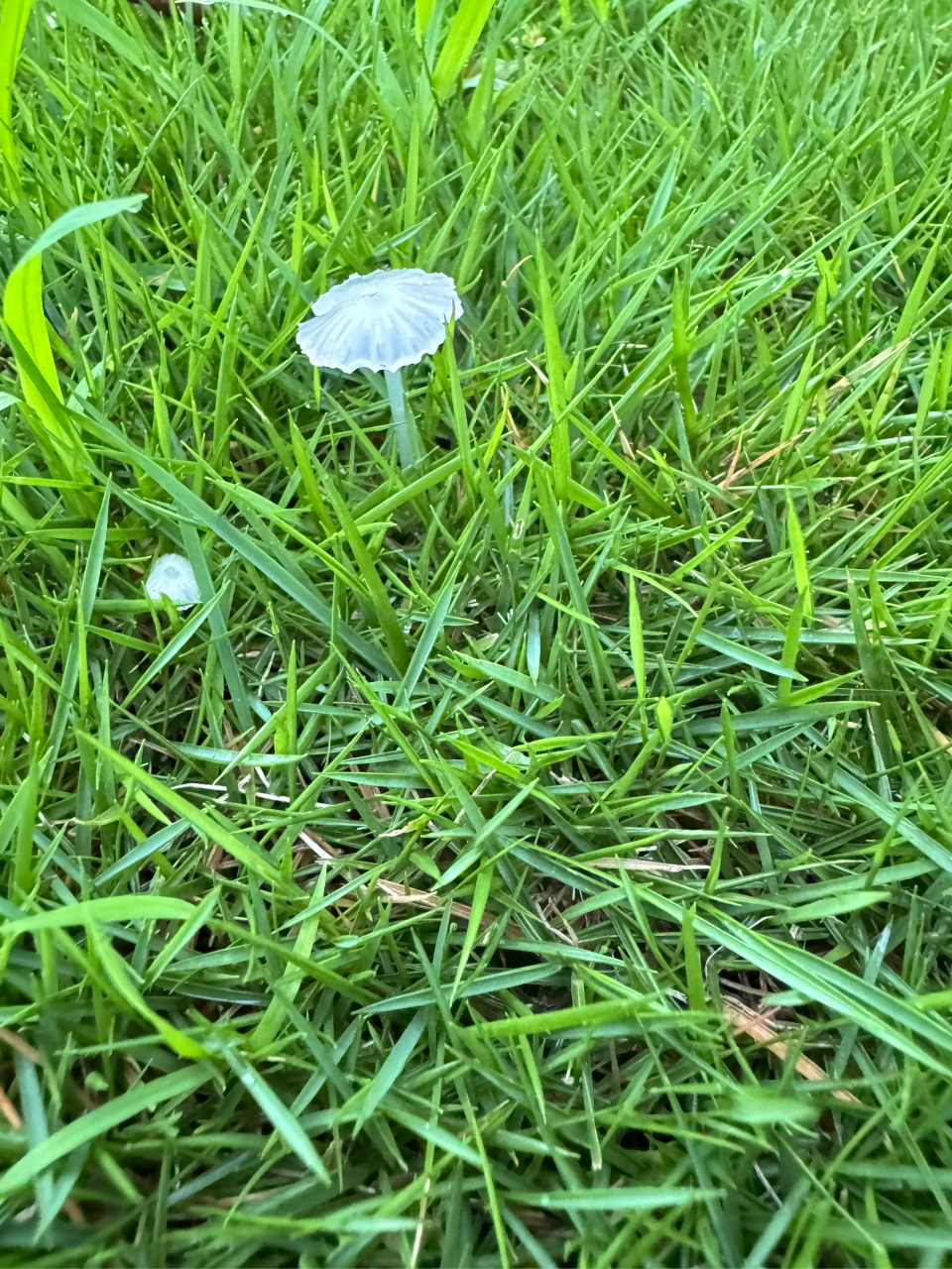 雨后蘑菇图片