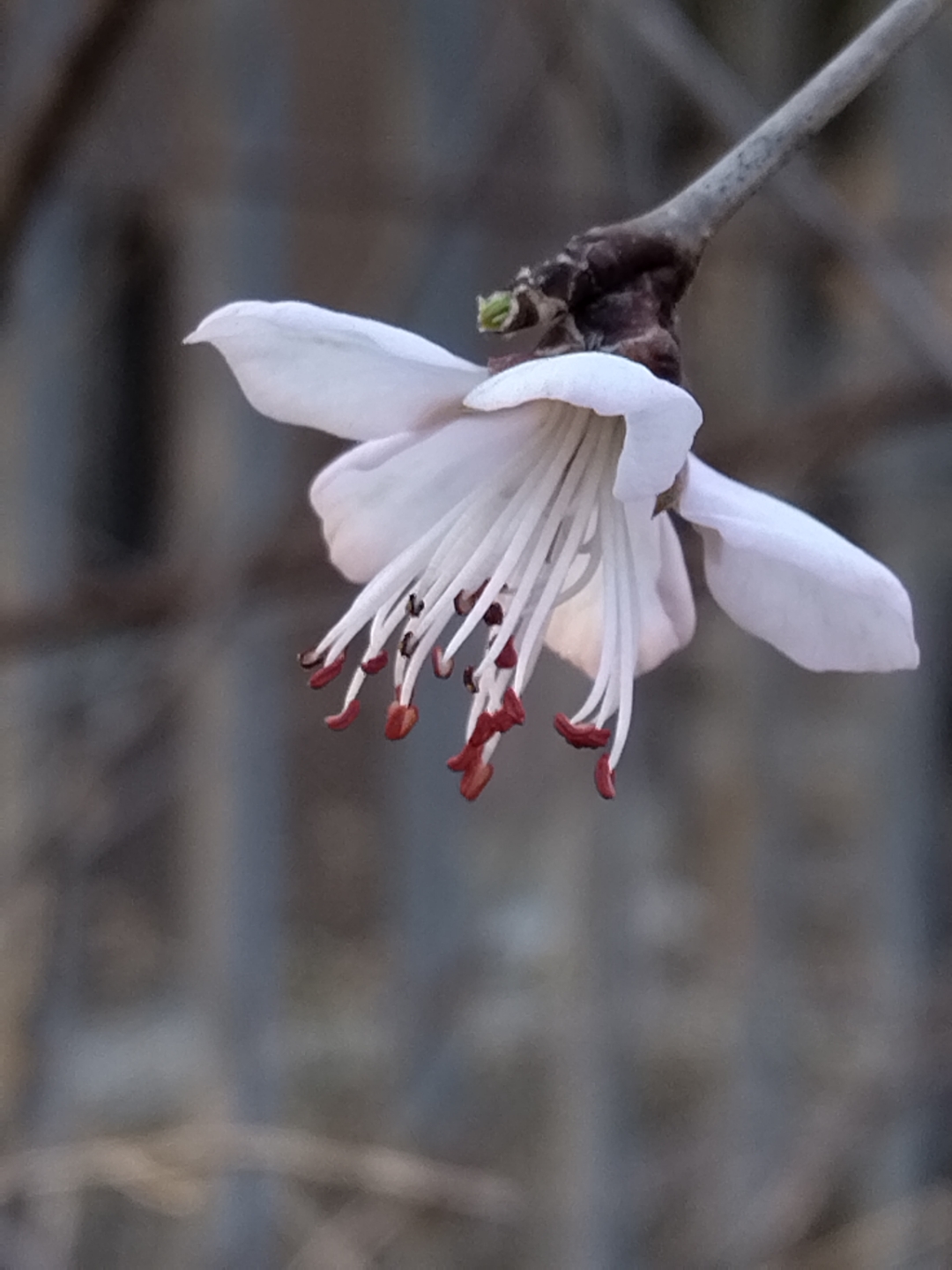 鞍山第二春花