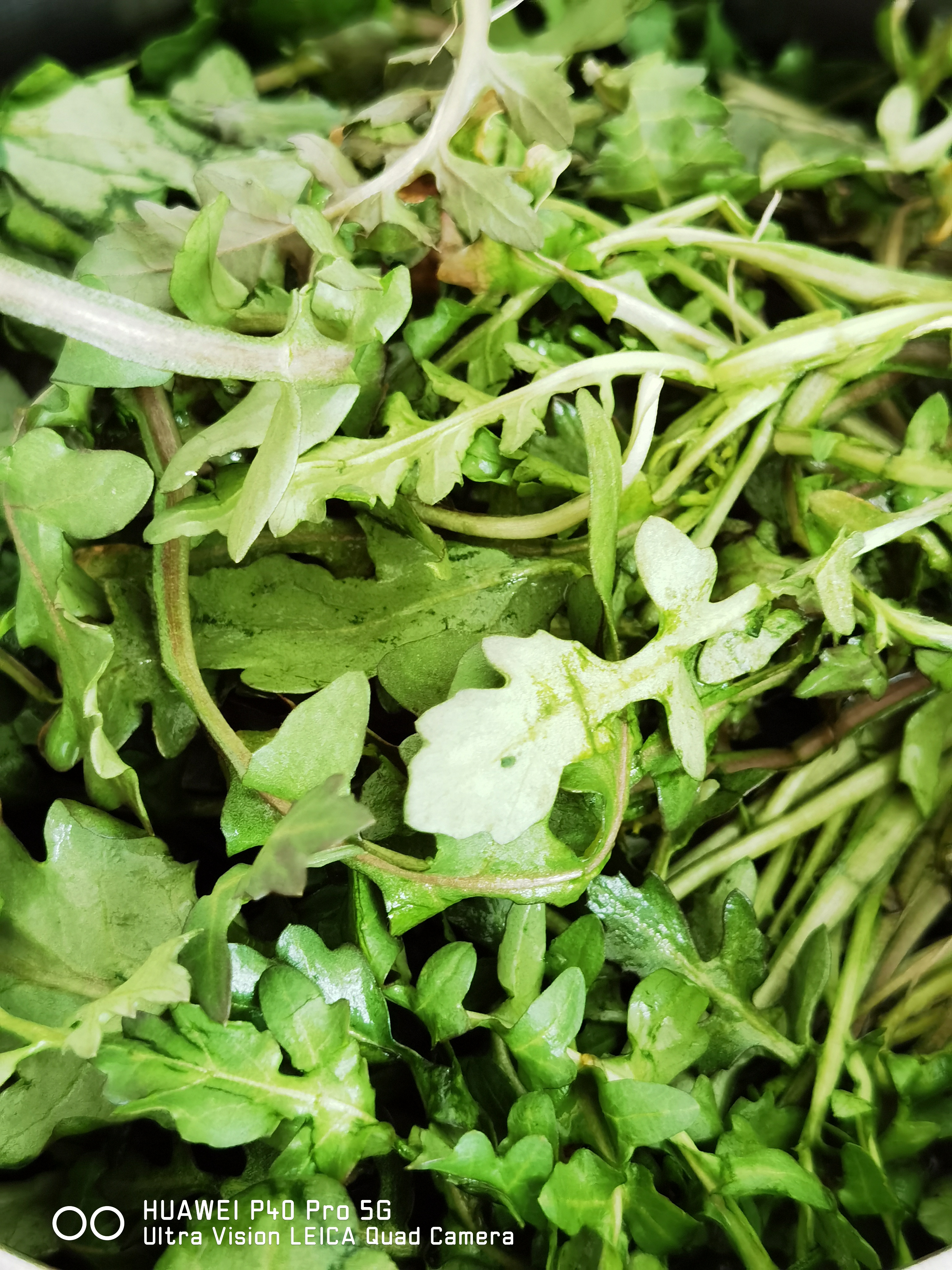 路过大市场,有卖水荠菜的,十块钱一斤,一兜四斤多,三十块钱买了.