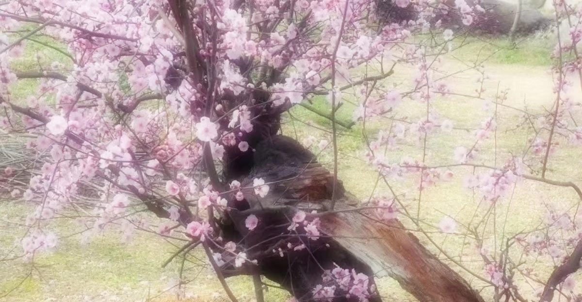 十年梅花树多少一颗