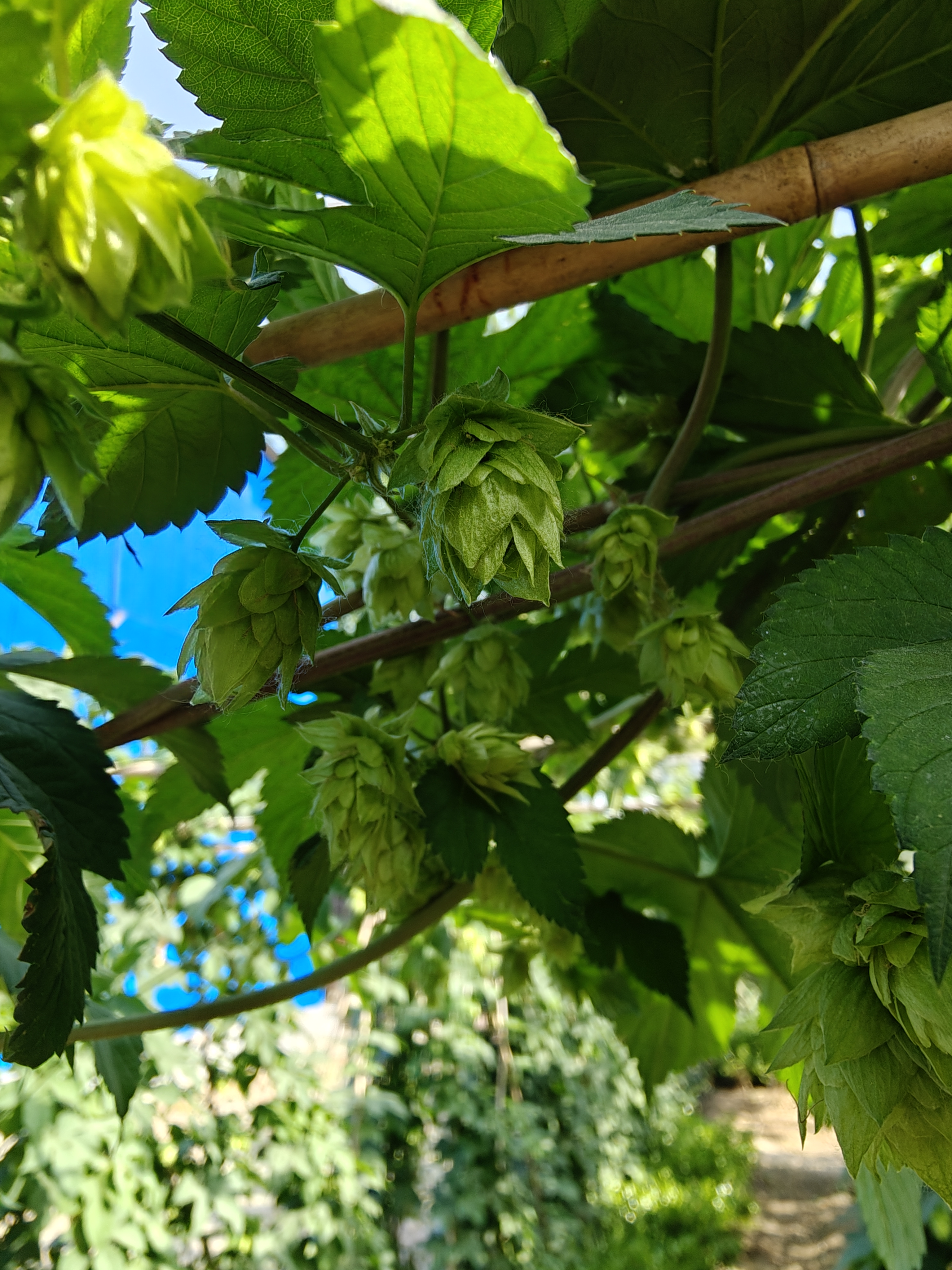 优树啤酒花图片