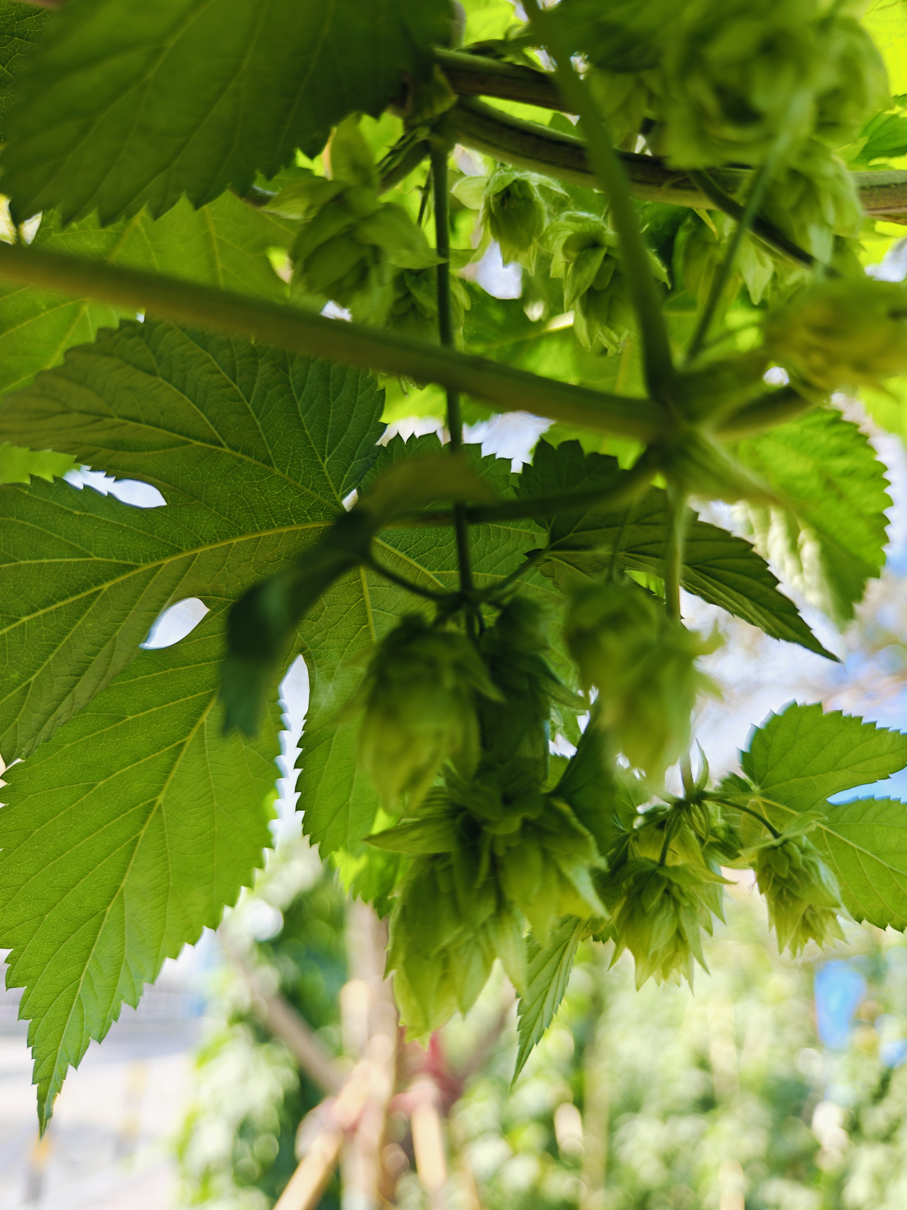 啤酒花是一种广泛种植和使用的香料植物,全世界有数百种啤酒花,每一种