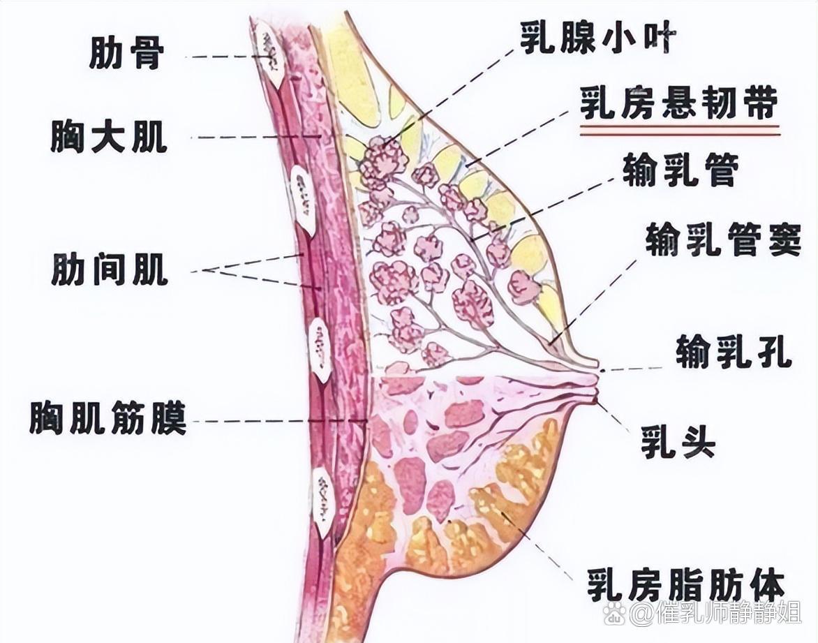 具有职业认证催乳师证,专门为新生儿开奶,宝妈产后无乳少乳,乳房胀痛