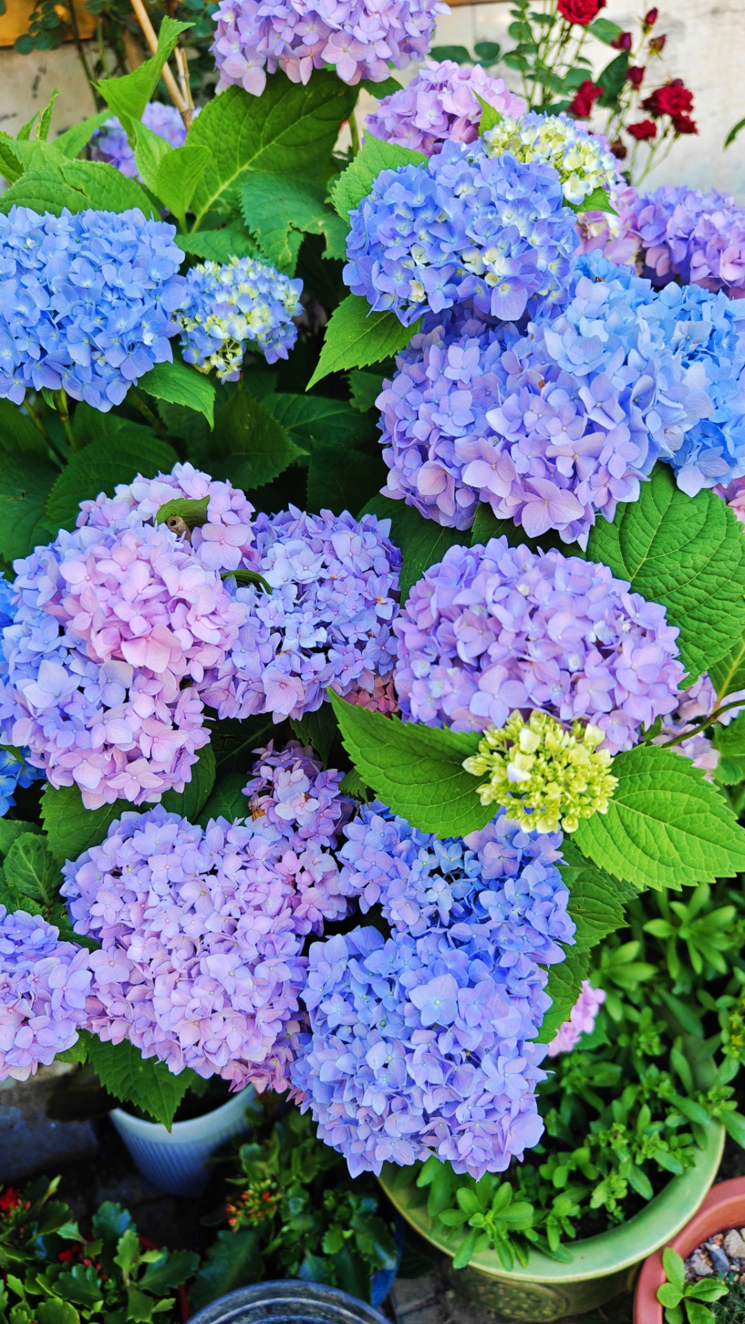 绣球无尽夏,玫红妈妈,太阳神殿,薄荷拇指,妖精之吻,水天一色,无尽夏