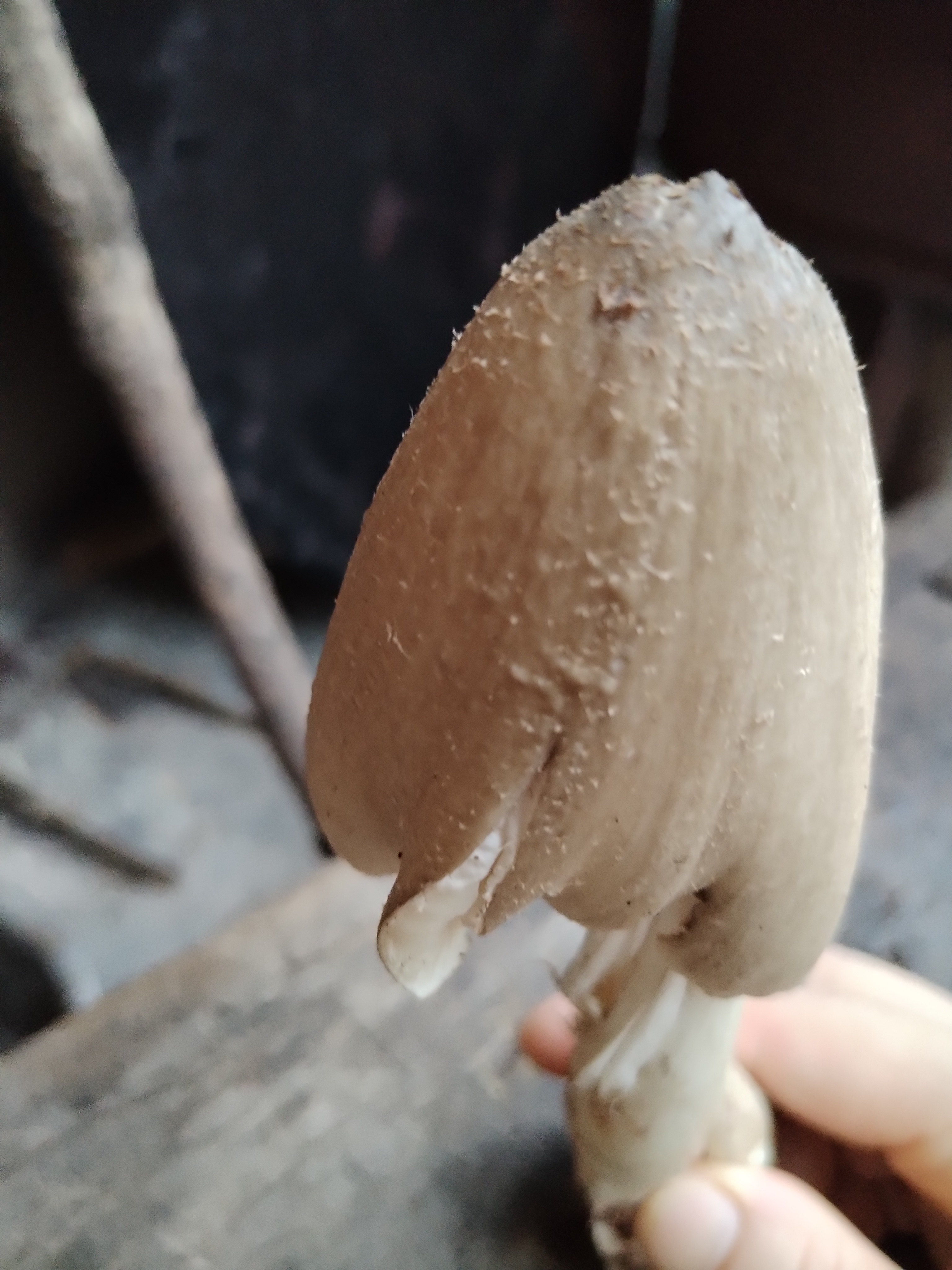 竹林里面长的不知道这是什么蘑菇,能不能吃