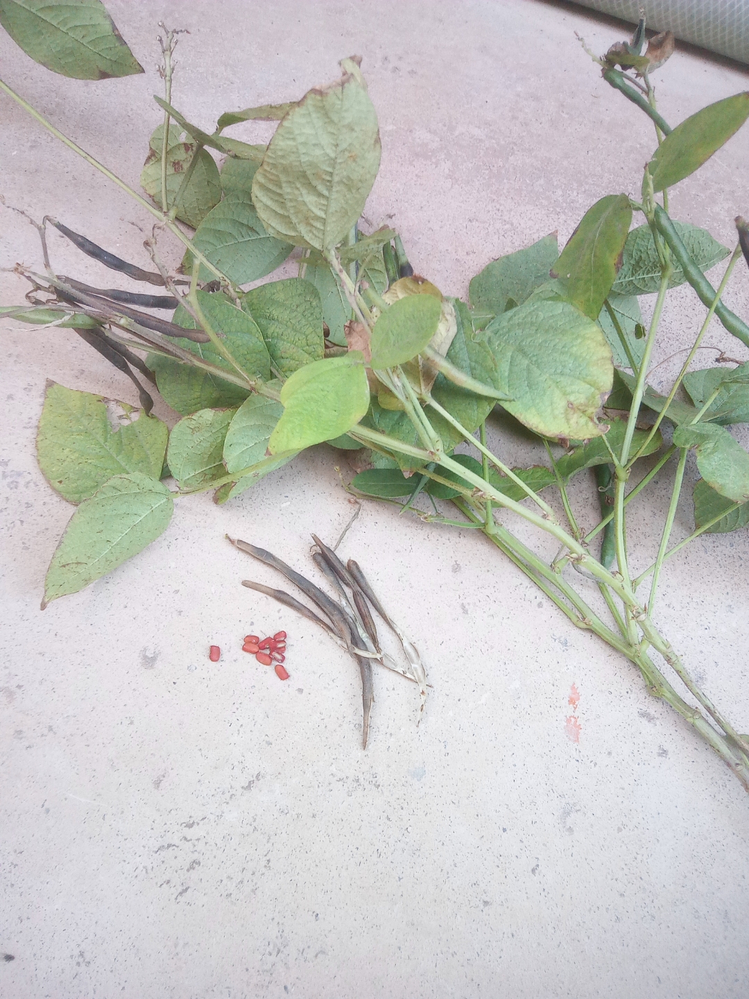 有认识这种赤红小野豆的吗?这有什么药效吗?