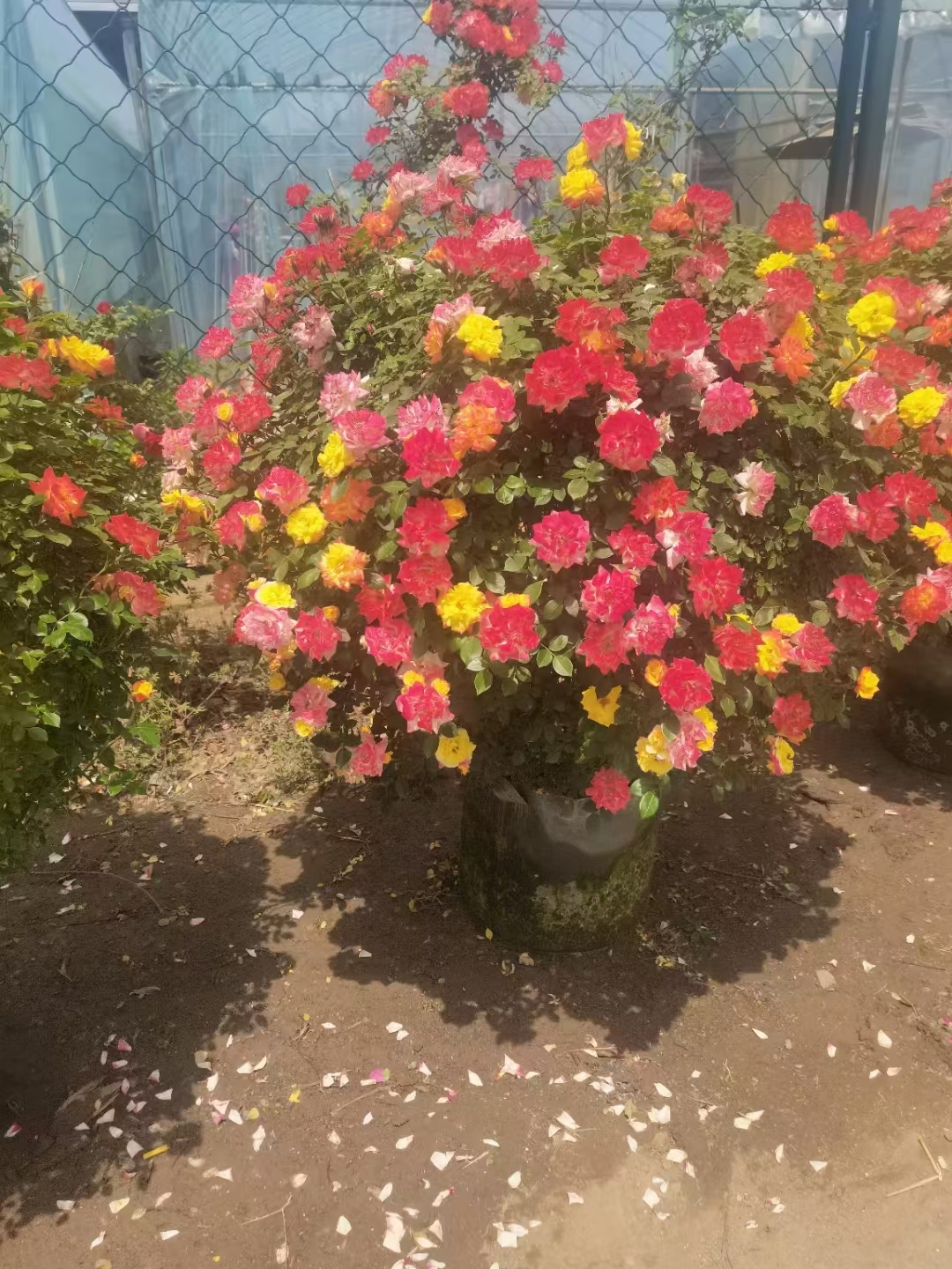 月季花球是一种独特的园艺造型,优点显著