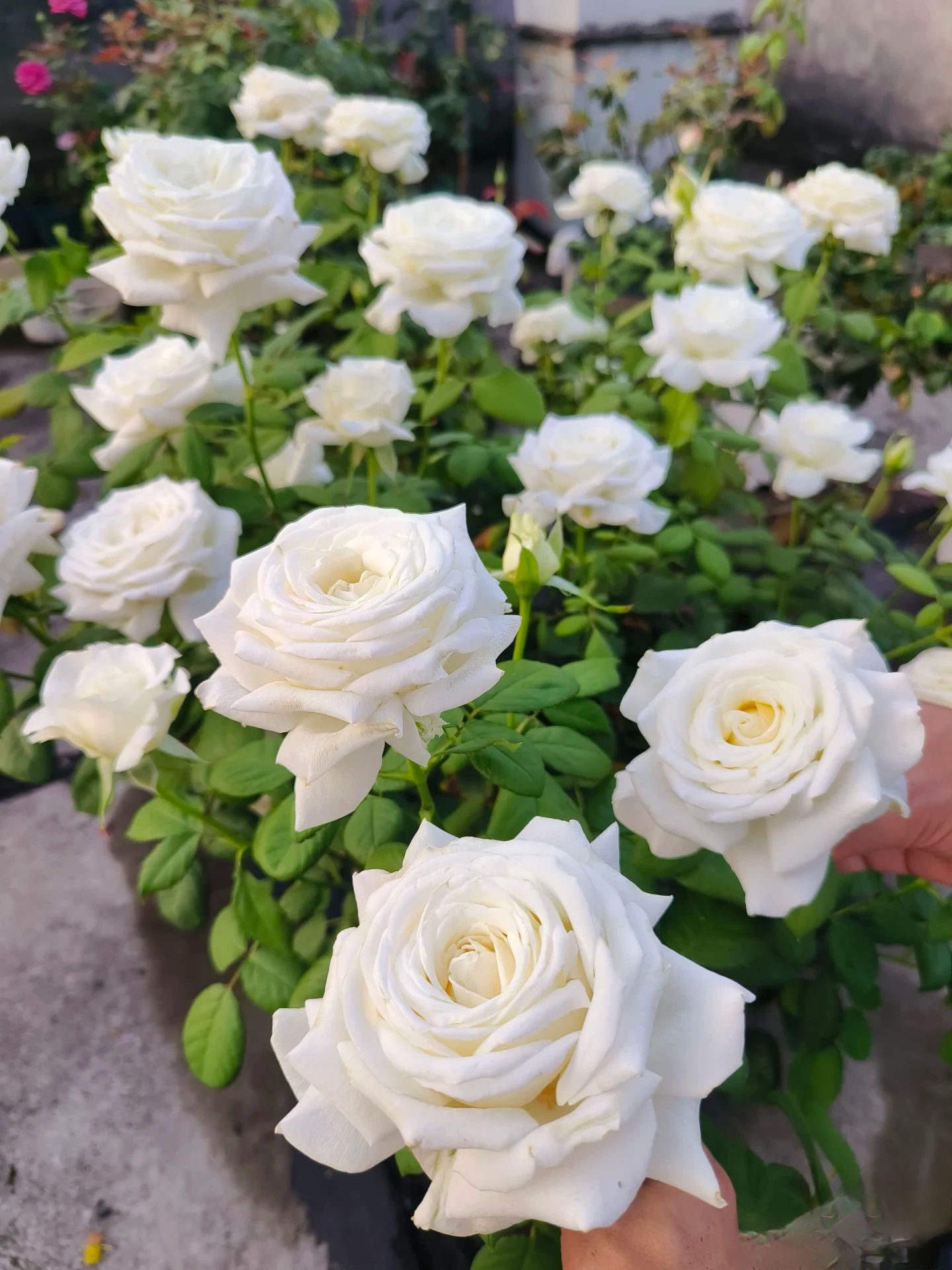 教皇保罗二世月季是一种经典的白色杂交茶香月季,花朵大而饱满,花瓣纯