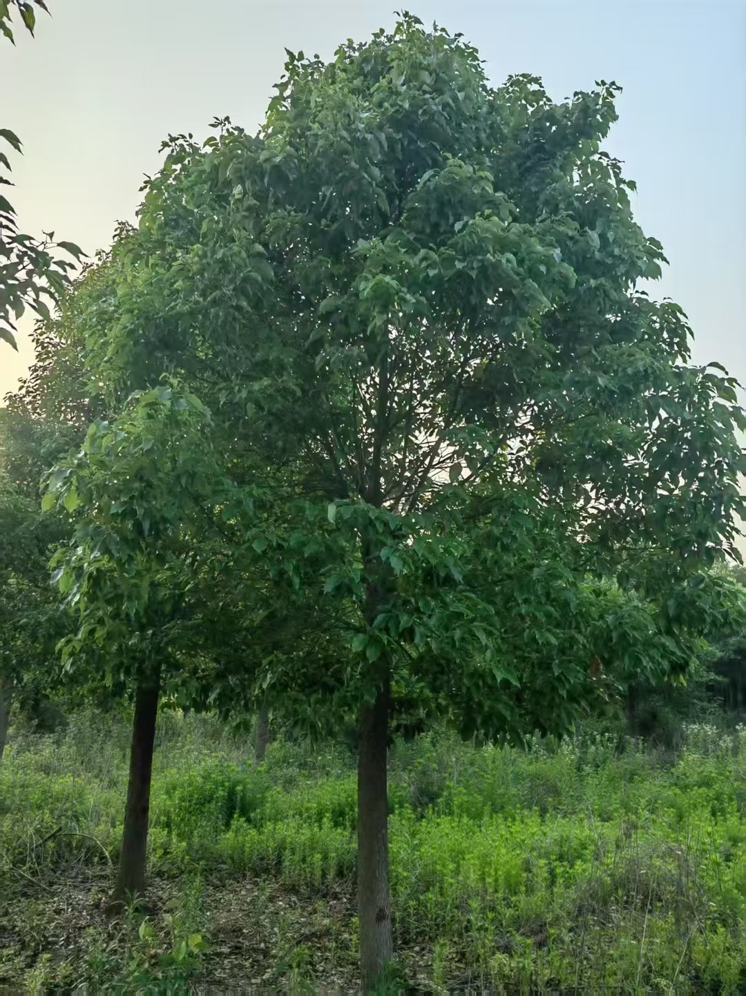香樟树具有明显特征:树冠常呈伞形,枝叶茂密,叶片革质有光泽