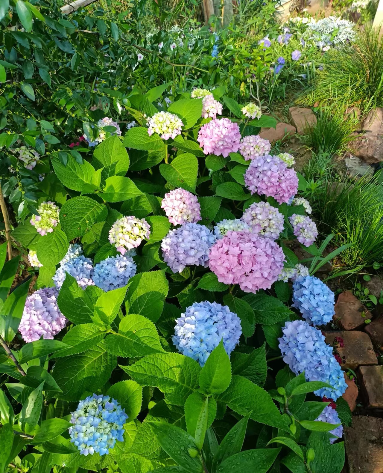 绣球无尽夏,八仙花之别名也.其花簇如球,色随土异,或蓝或粉,变幻莫测