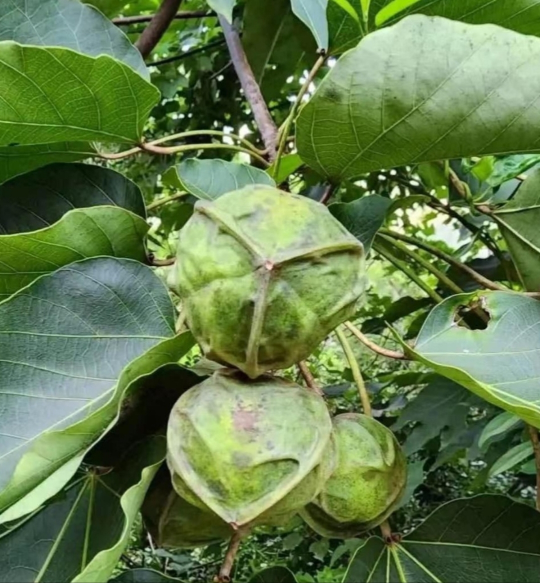 有谁知道这种树是什么树呢?你能告诉我吗?#热点引擎计划