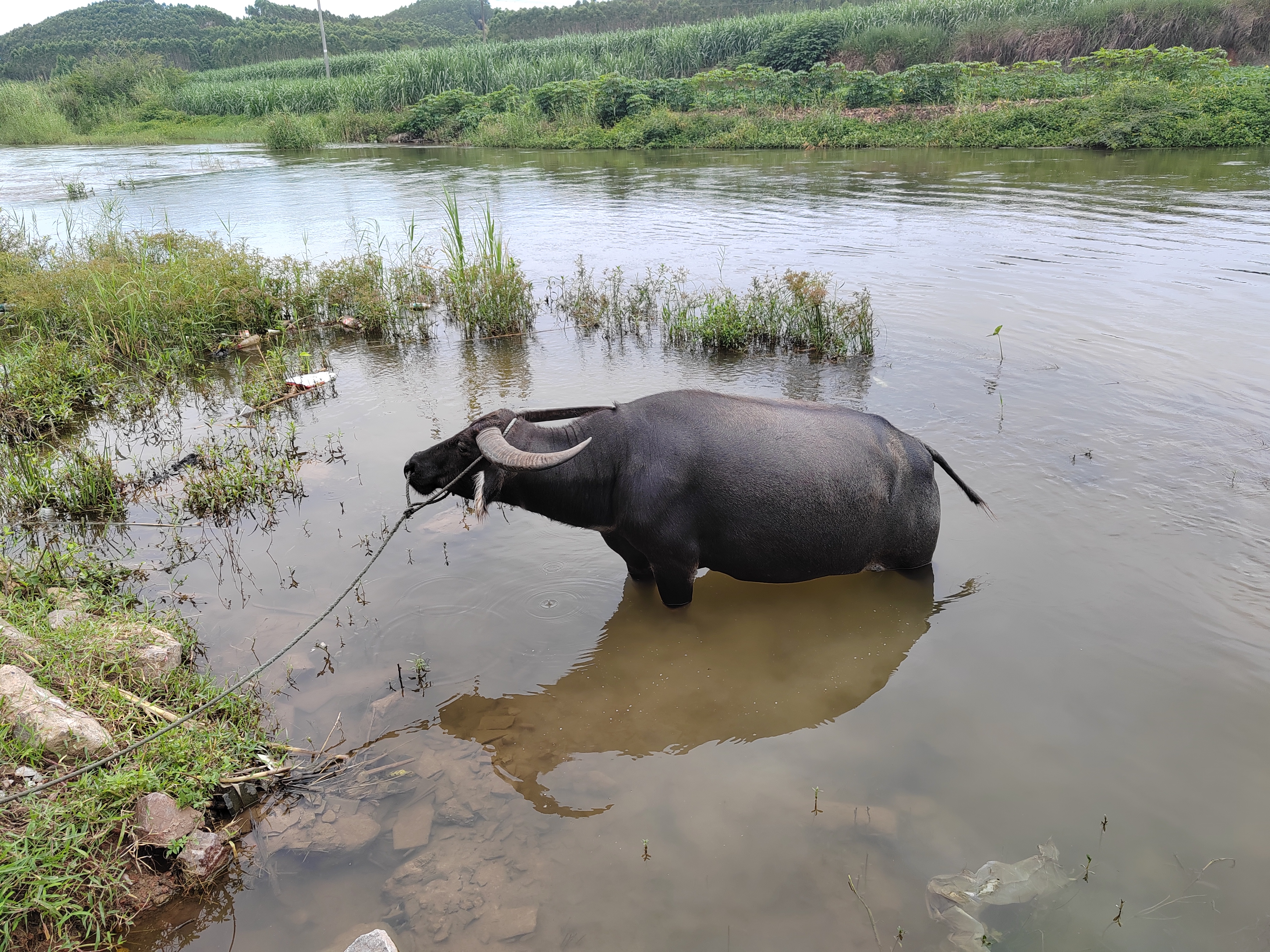 水牛在水中的时候,会用它们强壮的四肢划水,尾巴来控制方向,在水中游