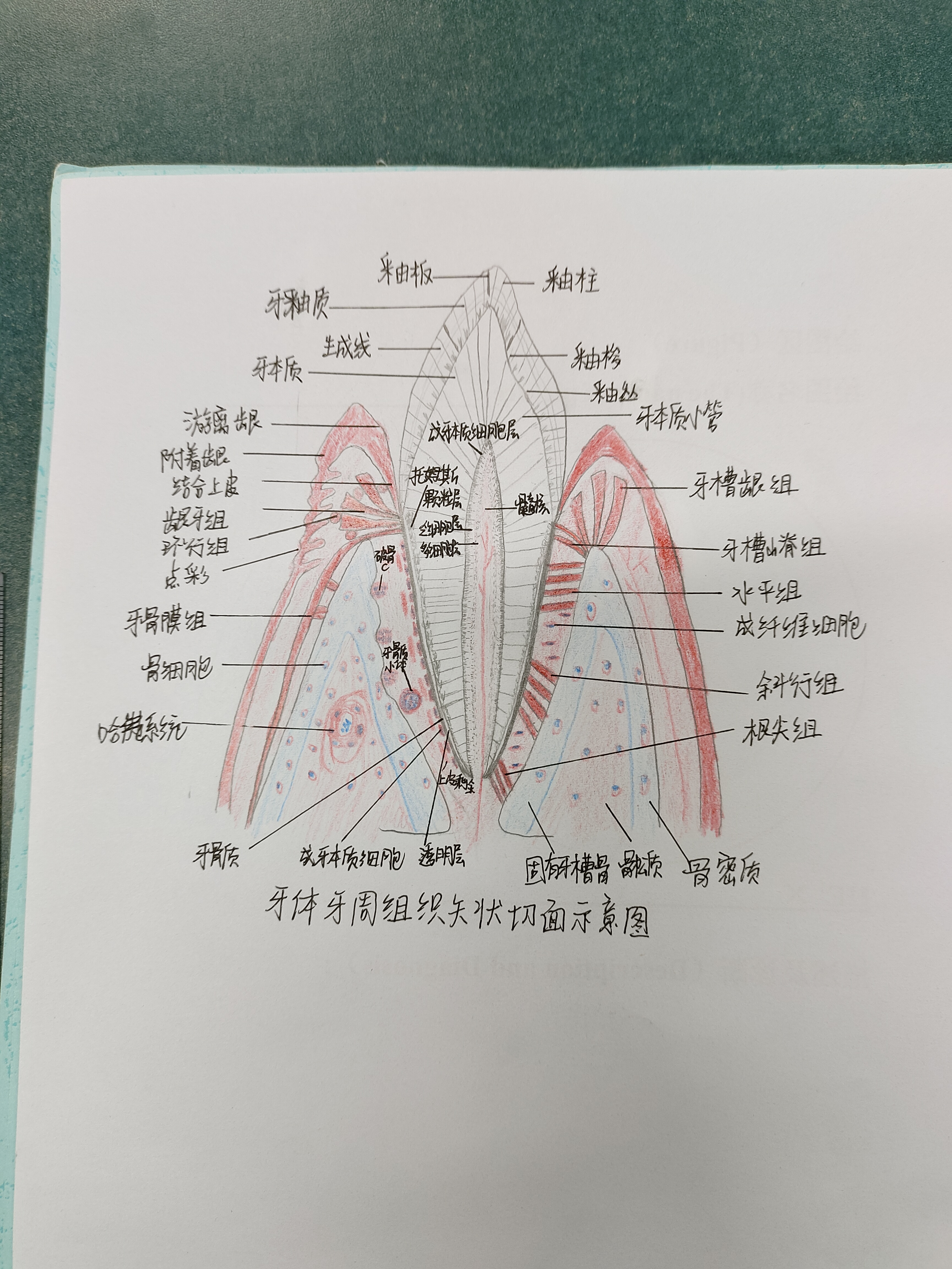 牙体牙周矢状切面组织模式图