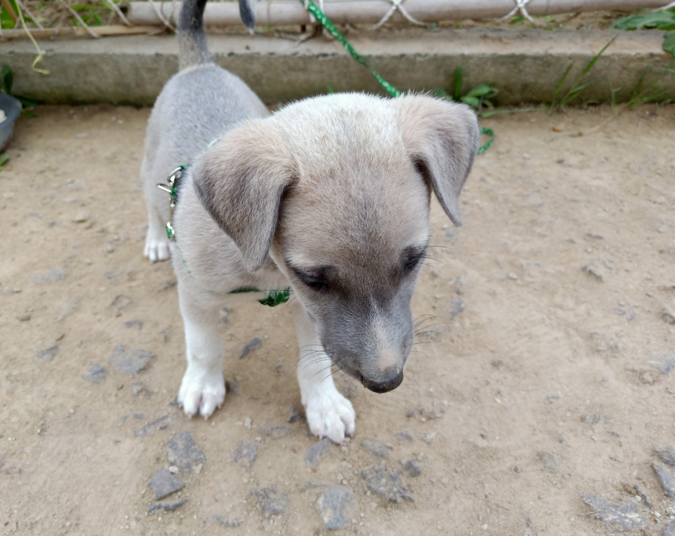 灵缇幼犬图片1个月图片