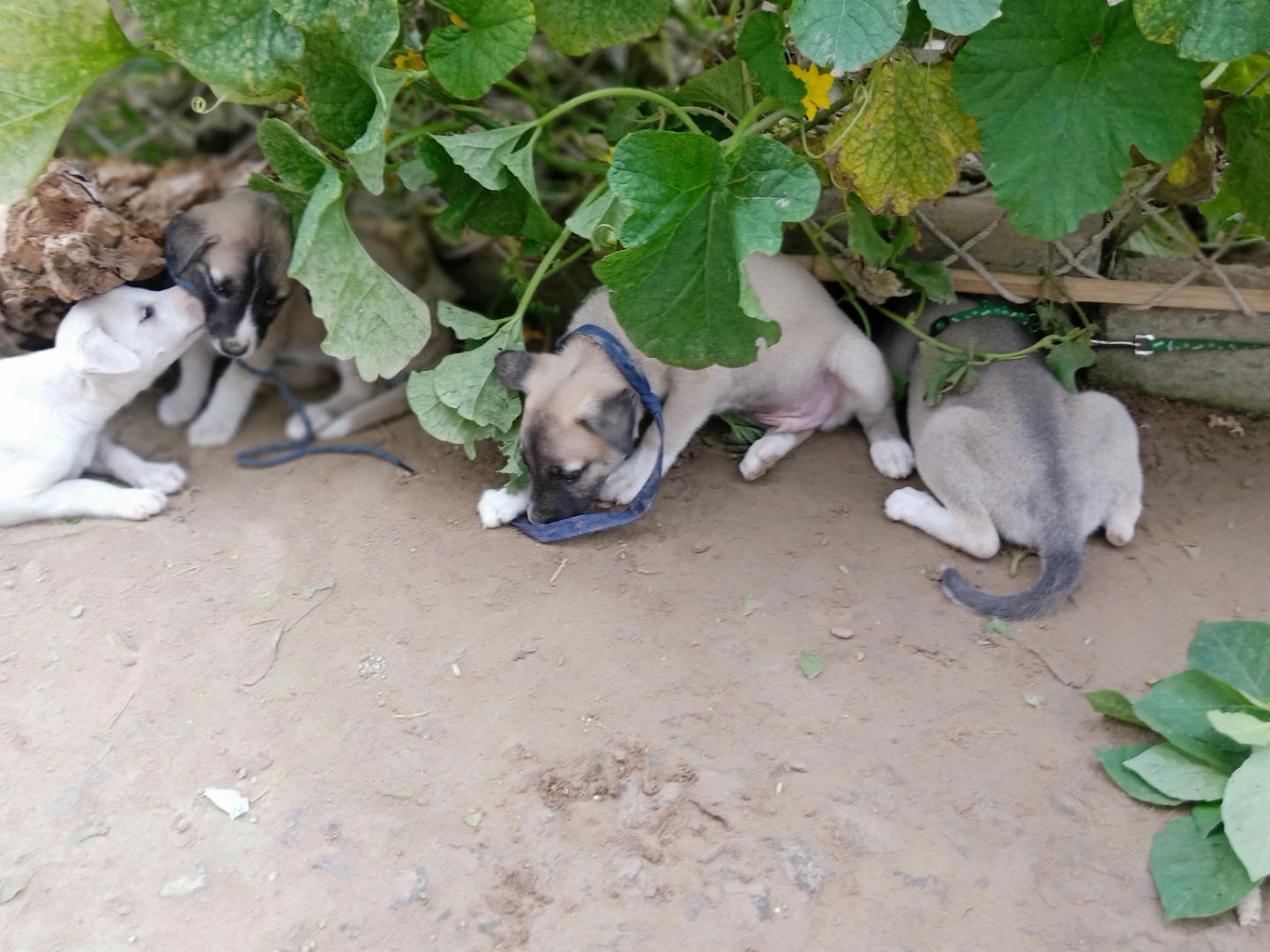 灵缇幼犬图片1个月图片