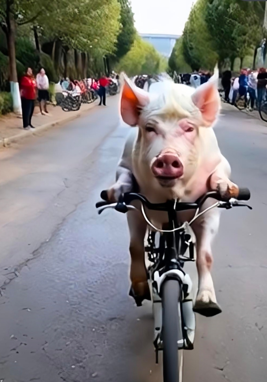 我绝对不相信这胖嘟嘟的猪居然能把自行车骑得动!