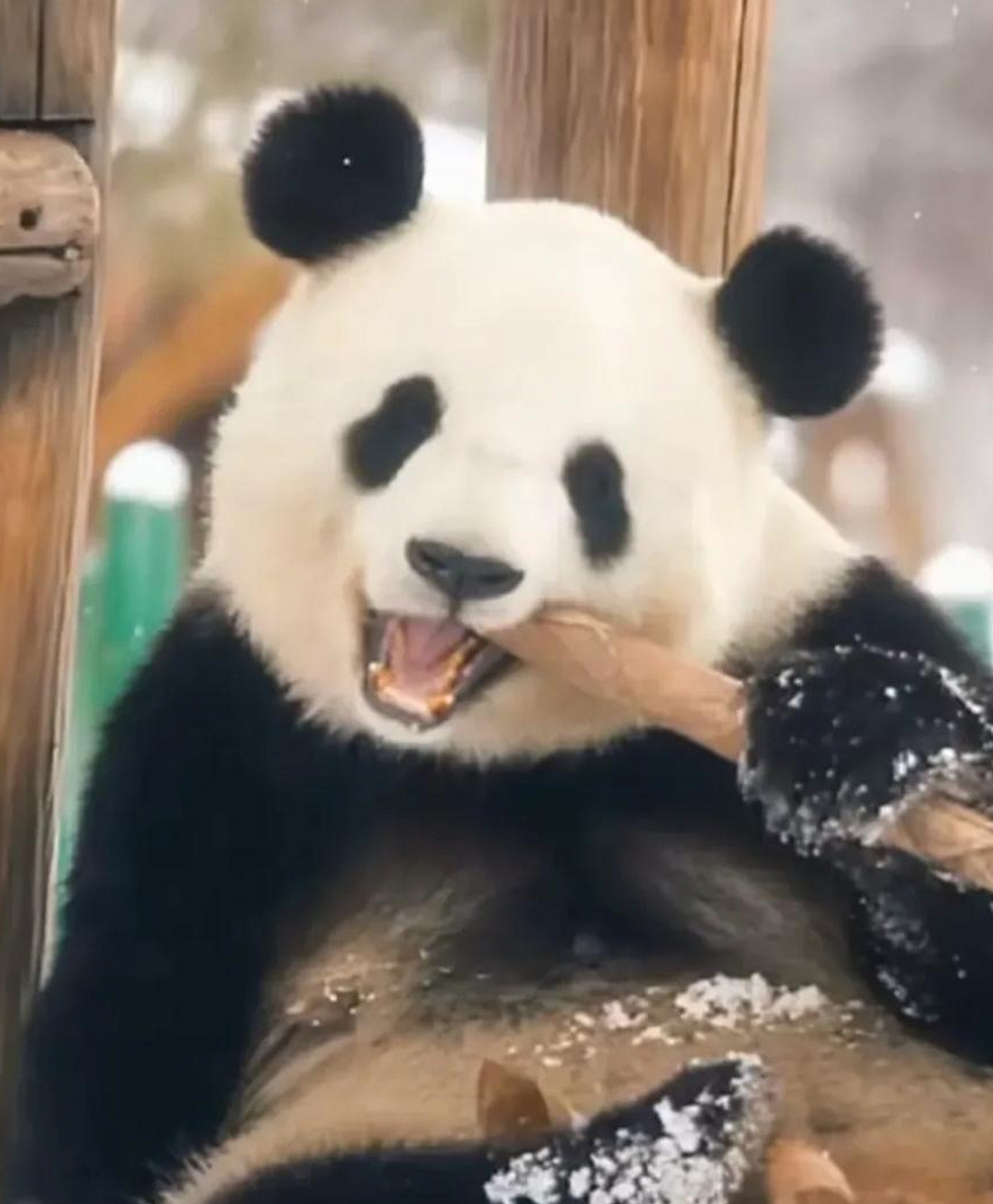 微笑公主思嘉问候大家早安吉祥![比心]