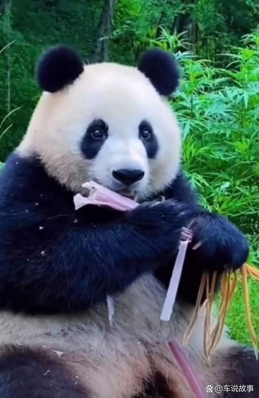 又吹笛子又唱歌的是小馨吧